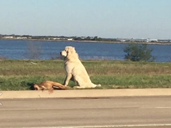 Volunteers at the scene said the dog was 'being loyal to a friend'