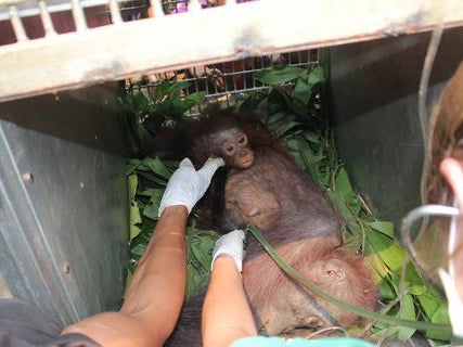 The baby reportedly clung to its mother throughout the ordeal