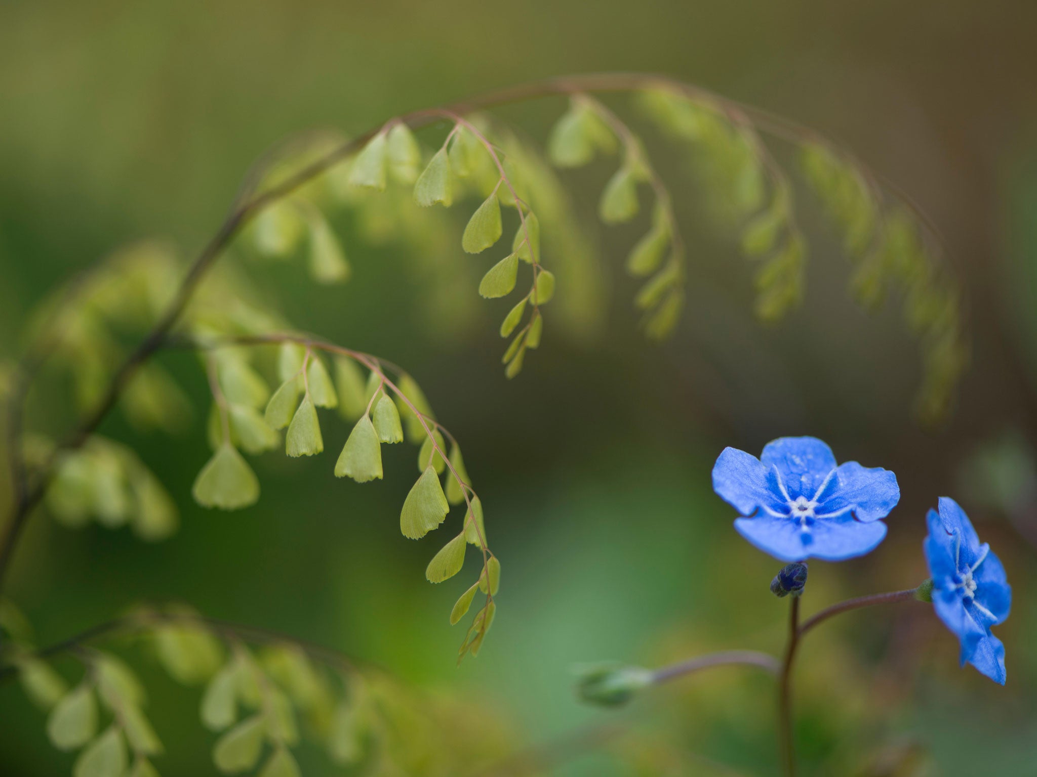 A frond of the maidenhair fern - which is evergreen in the UK - with the flower of the creeping navelwort