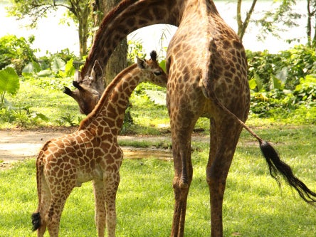 The calf bonds with his mother Roni