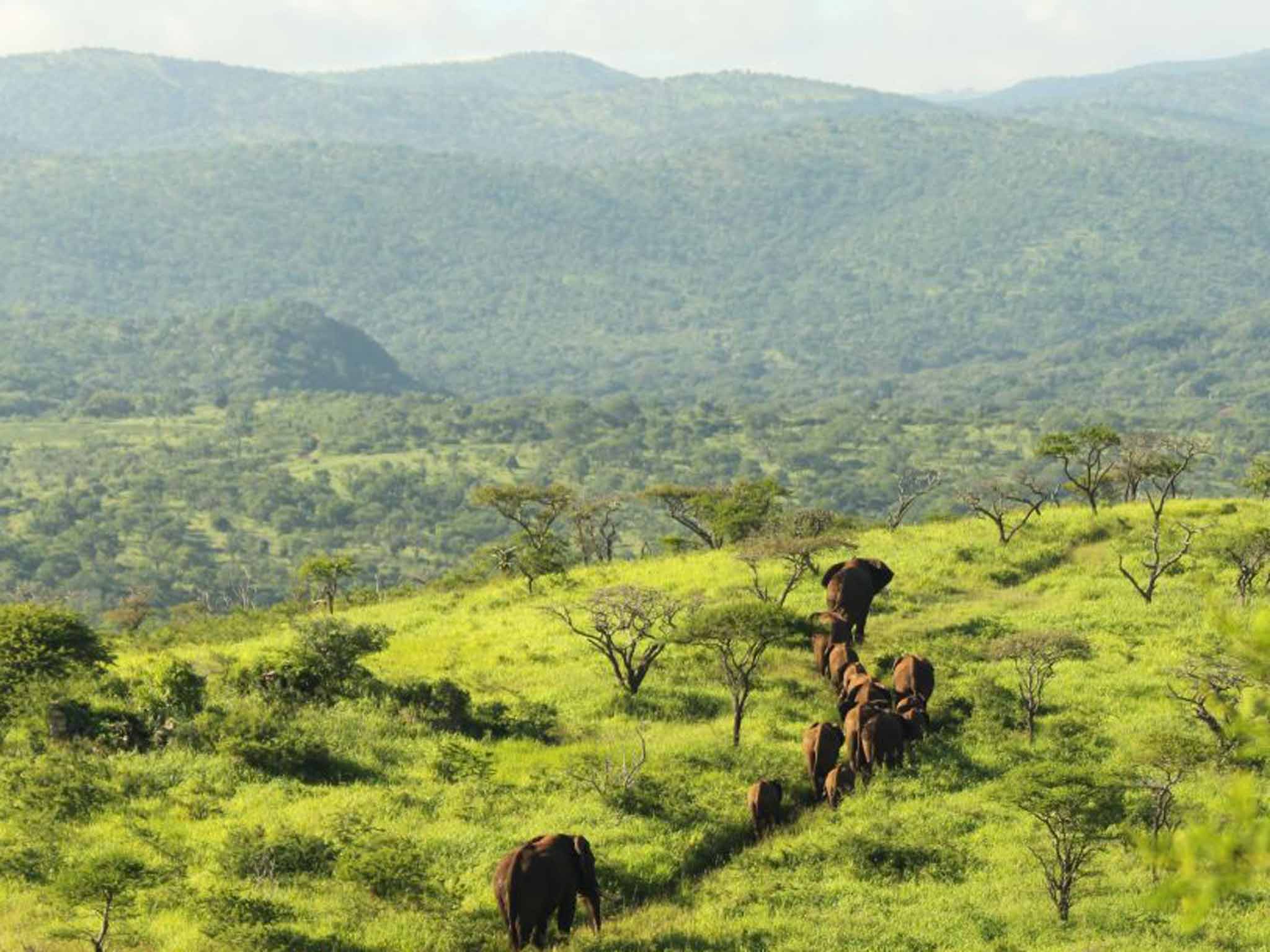 Elephants on the Thanda reserve (Christian Sperka)