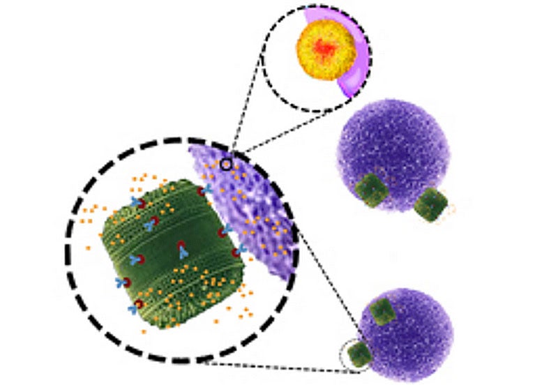 This image shows the green algae cells delivering the yellow chemotherapy drugs to the purple lymphocyte cells, which will attack the cancer cells