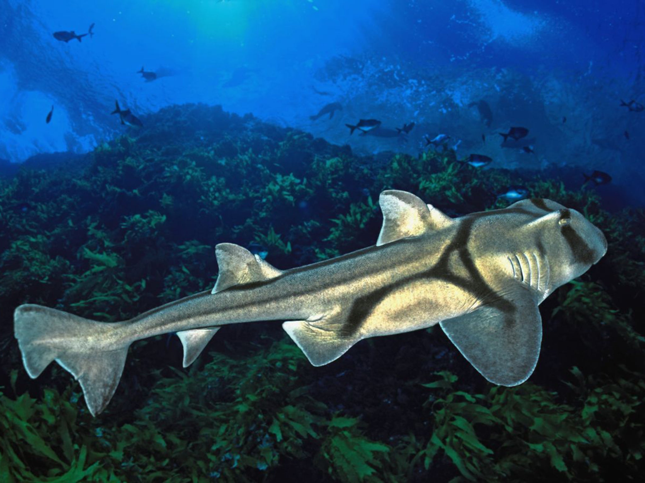 Port Jackson sharks have been found to decrease in size in warmer waters