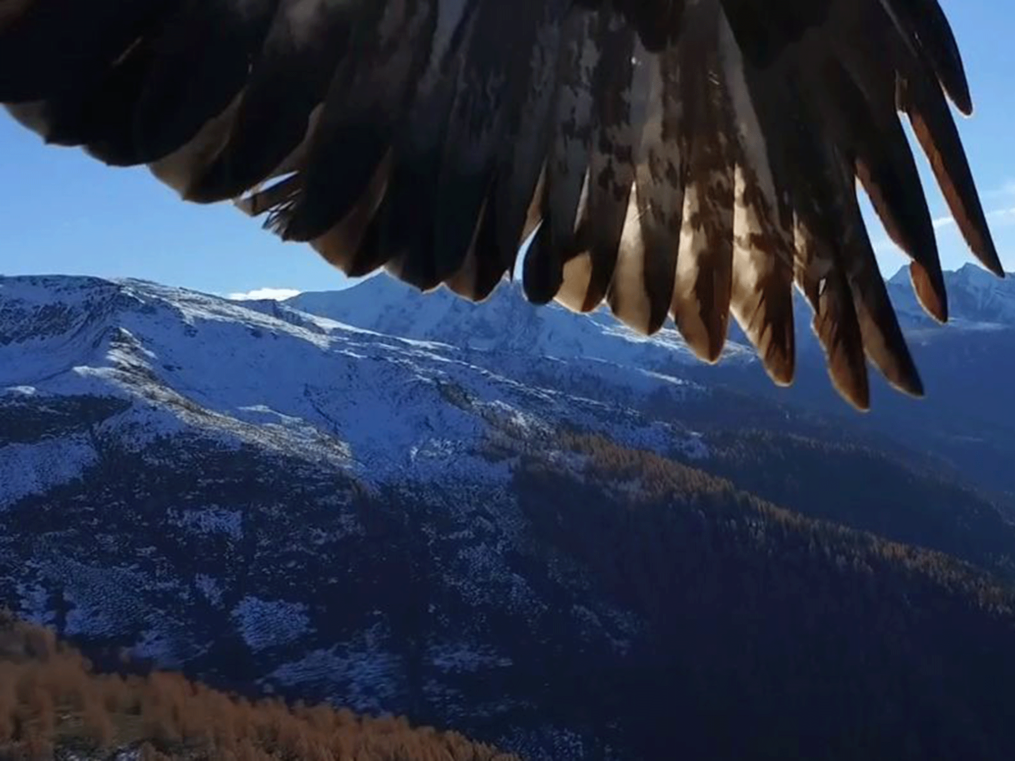 Birds of prey have attacked drones before, mistaking them for food