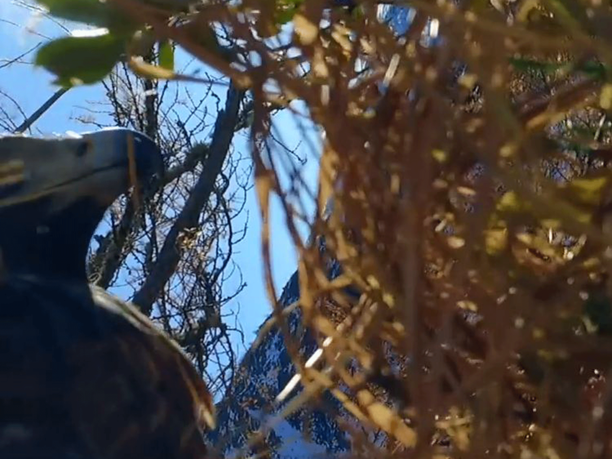 The drone gets up close and personal with wildlife in the eagle's nest