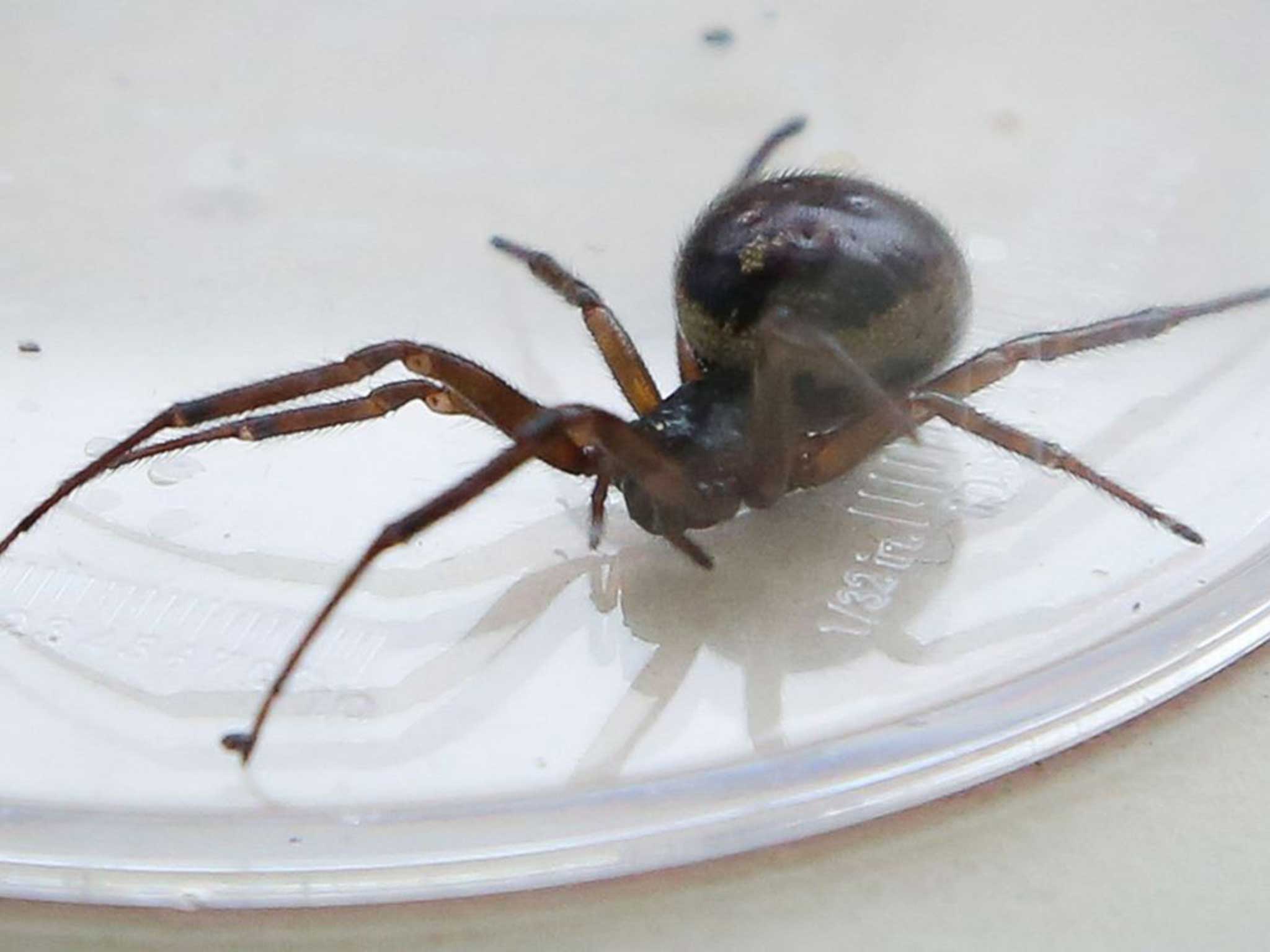 False widow spiders have been closing down schools across London