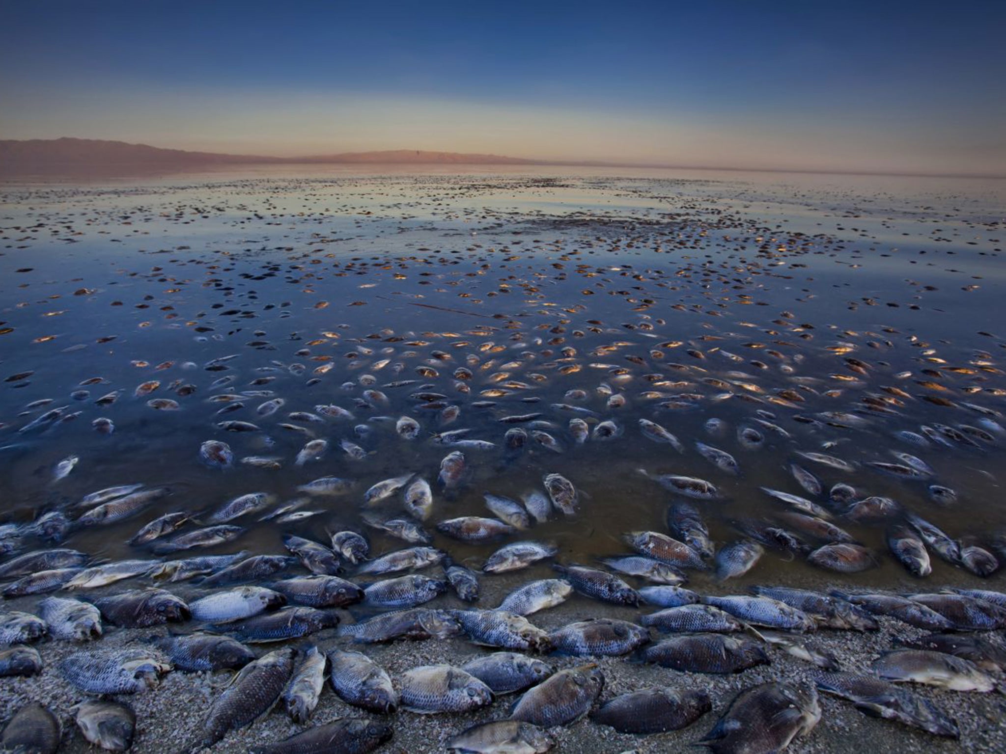 &#13;
Dead tilapia float in the Salton Sea, which has been poisoned with farm runoff, aggravated by evaporating waters&#13;