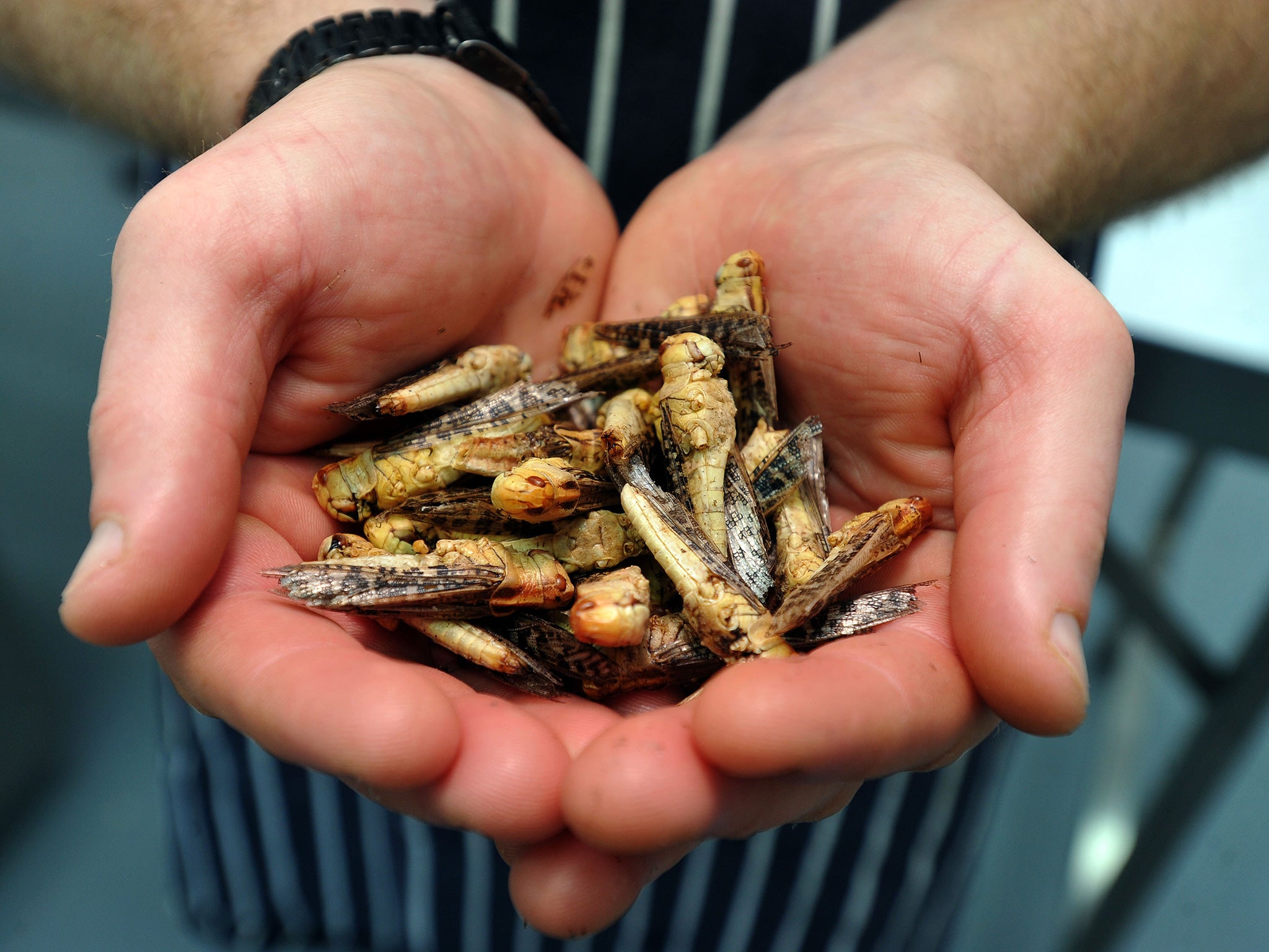 Locusts at the Grub kitchen in St. Davids