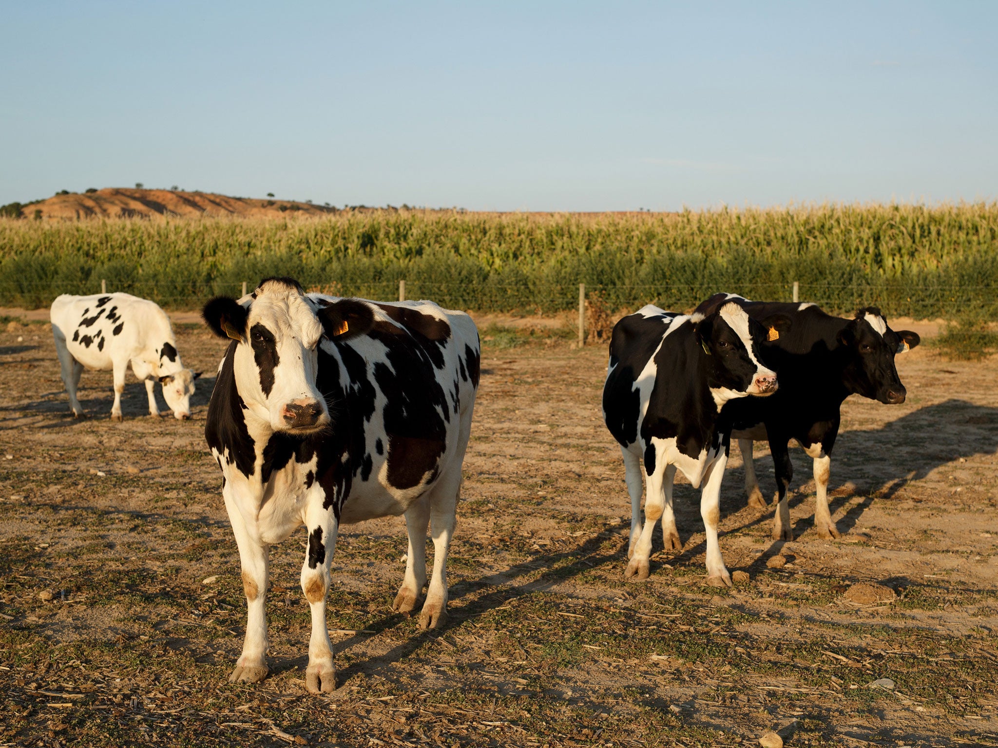 'True like a cow' (Dutch): Brilliant and blunt