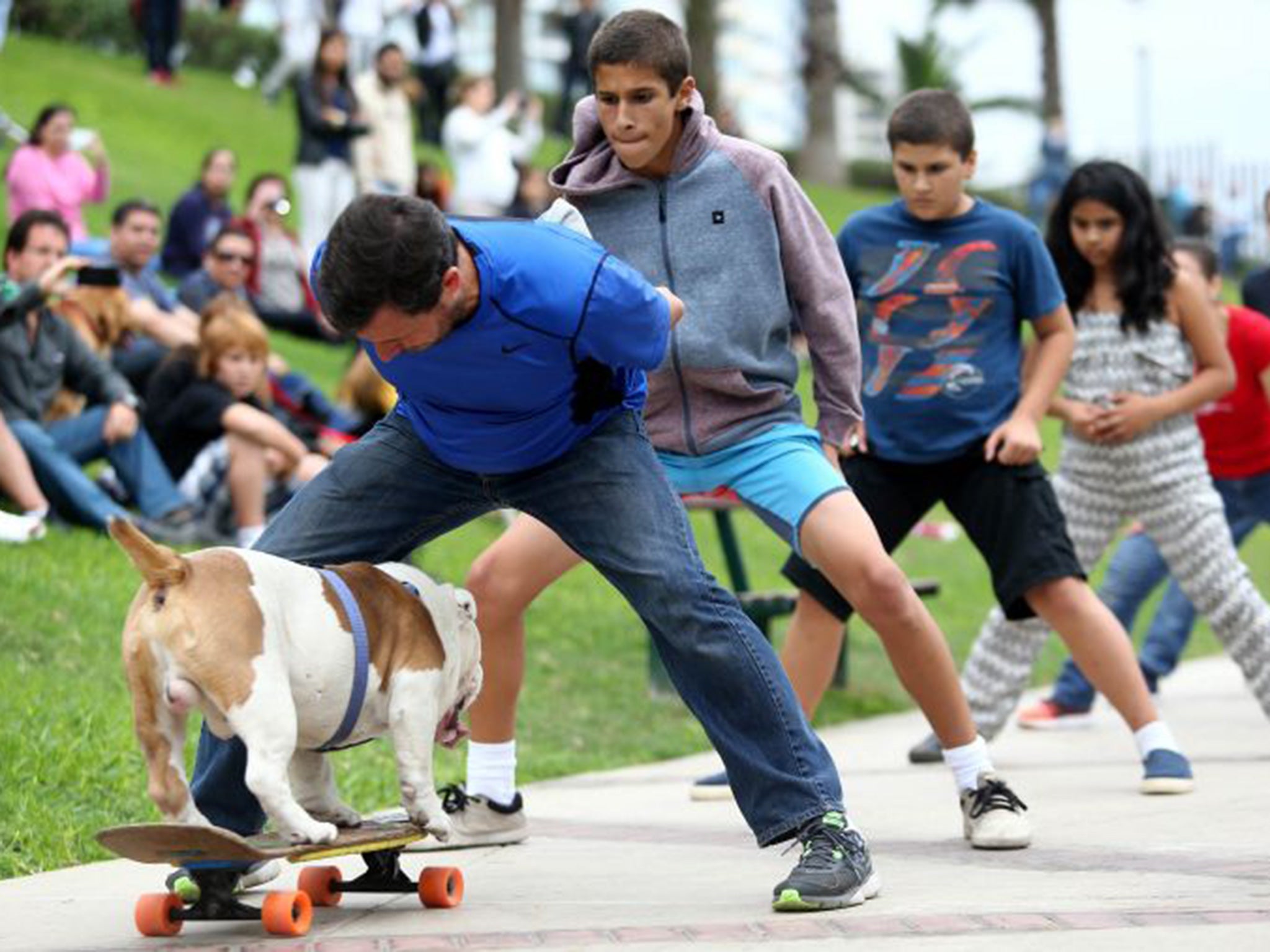 Otto the bulldog sets the record for the longest human tunnel travelled through by a skateboarding dog