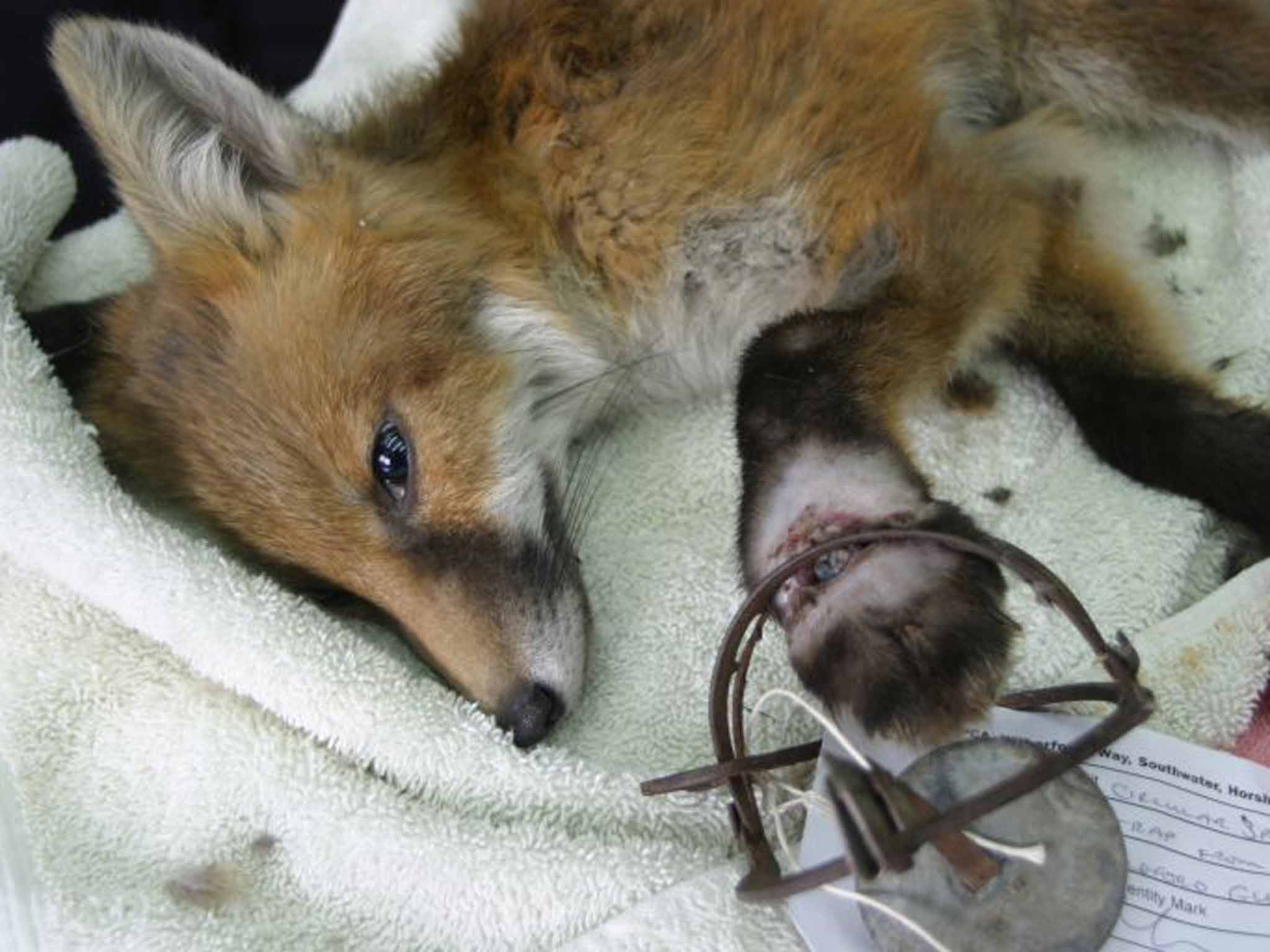 Fox cub in a trap