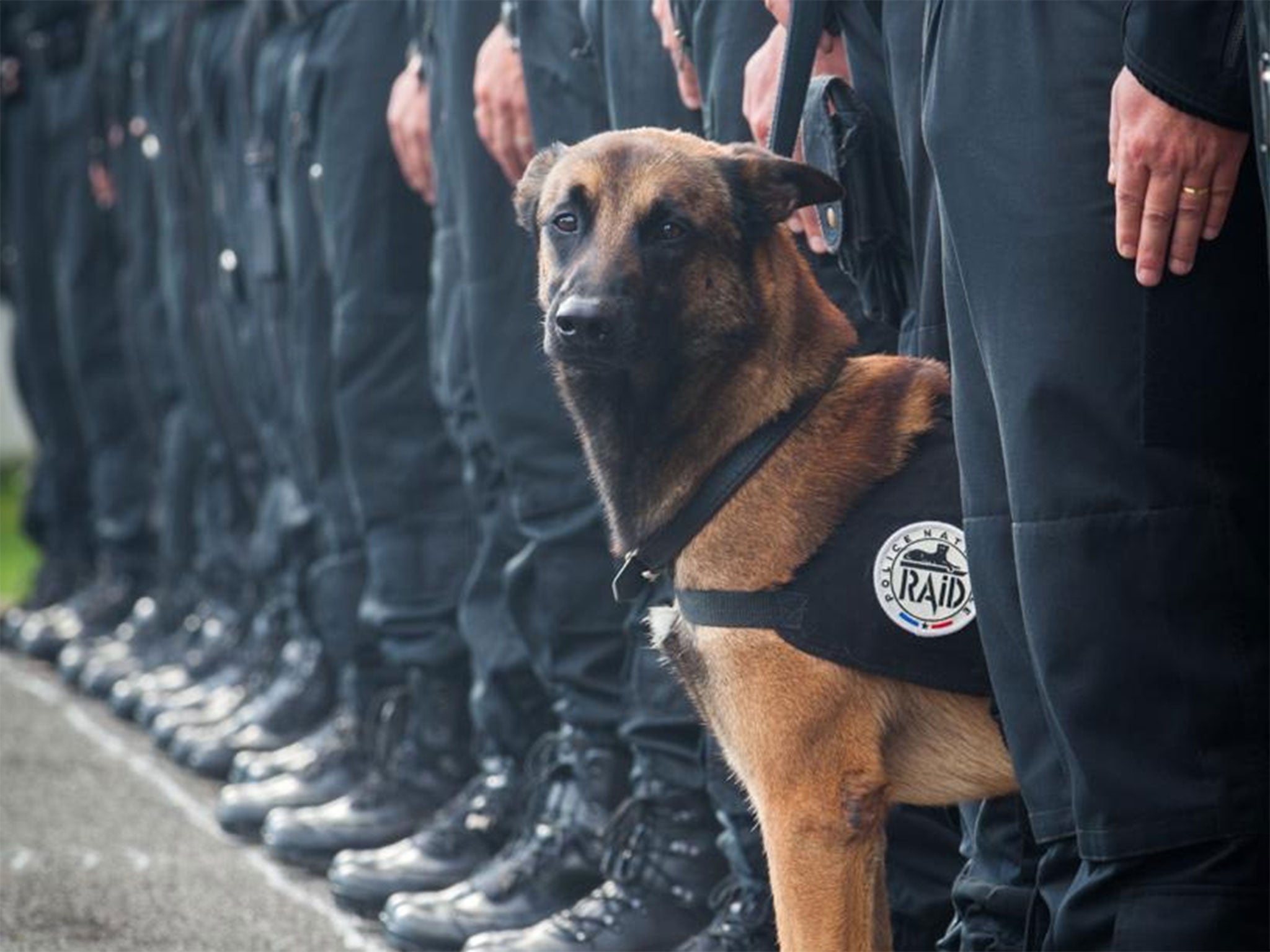 Police named the dog killed in Wednesday's raid as Diesel