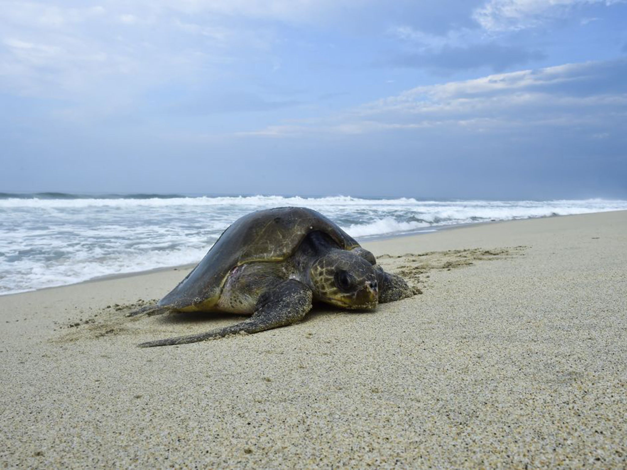 Turtles already have a survival rate of one in 1,000 reaching adulthood due to predators like sea birds, fish, sharks and crocodiles