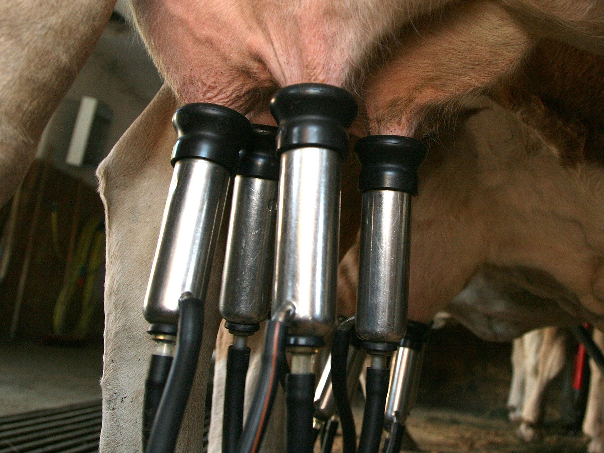 A mechanical milker milks a cow