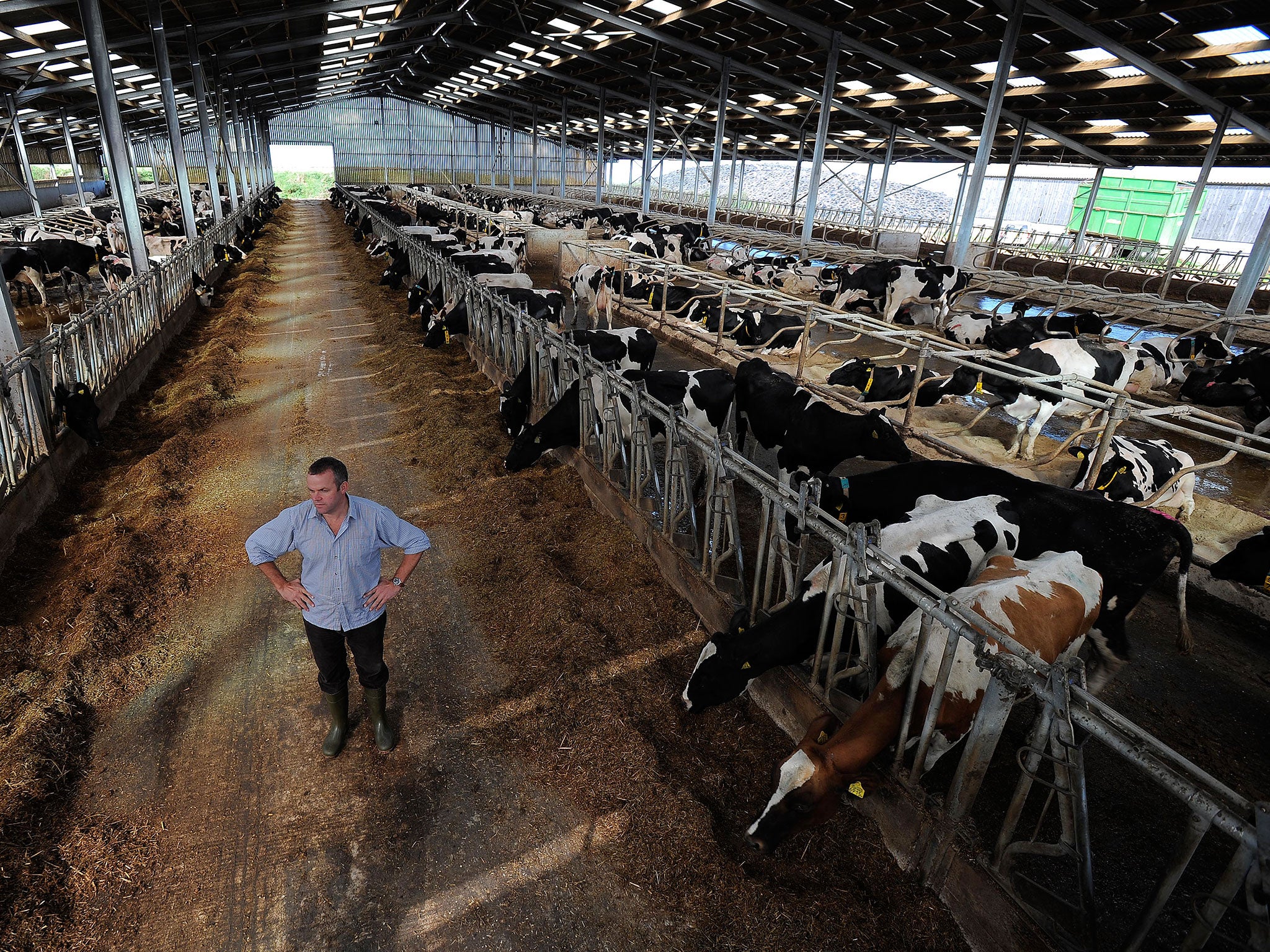 Farmer Peter Willes pictured with some of his 2000 herd on Beckland Farm, North Devon