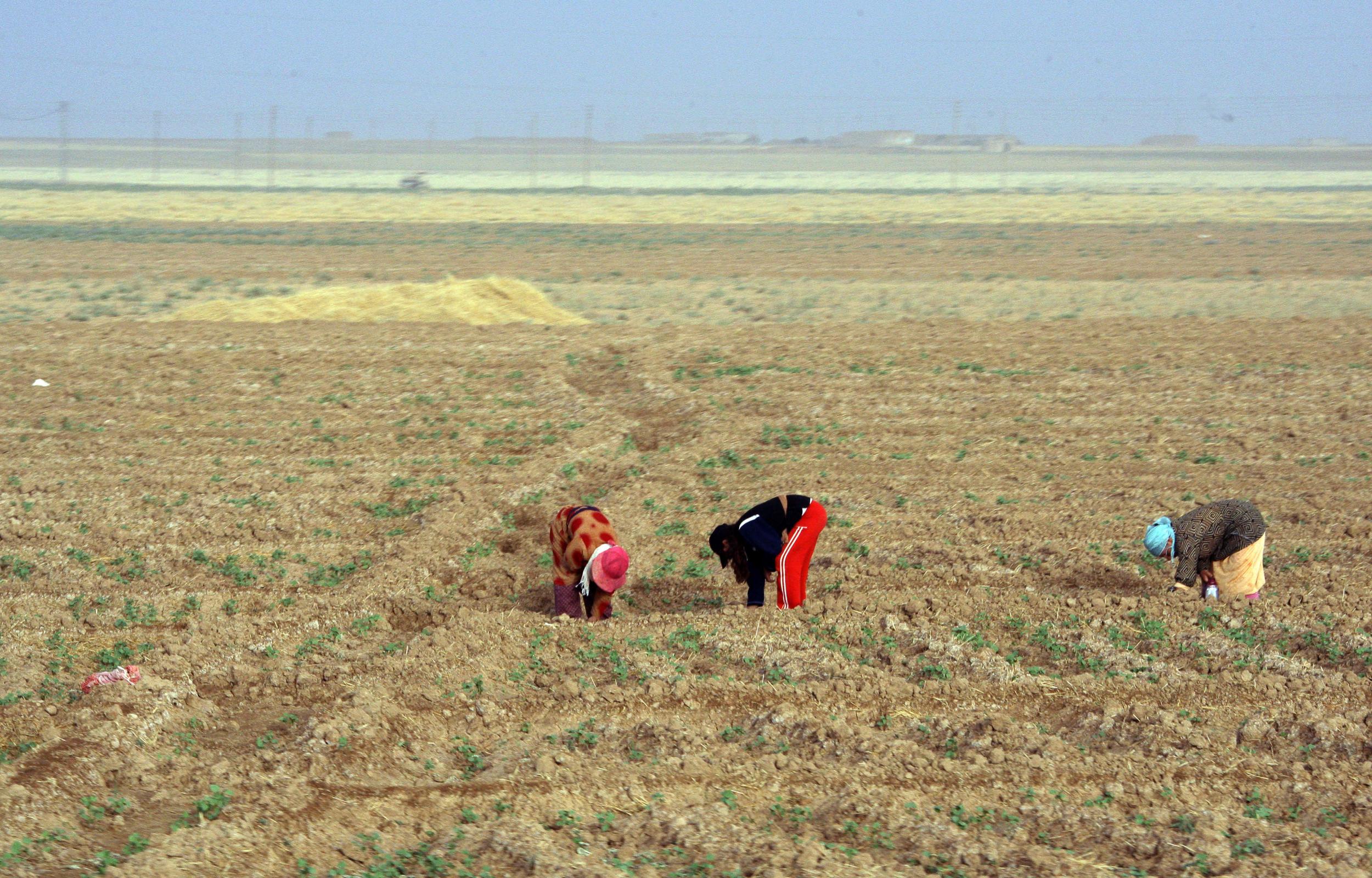 Women work in the fields in 2010 in the drought-hit region of Hasaka, Syria