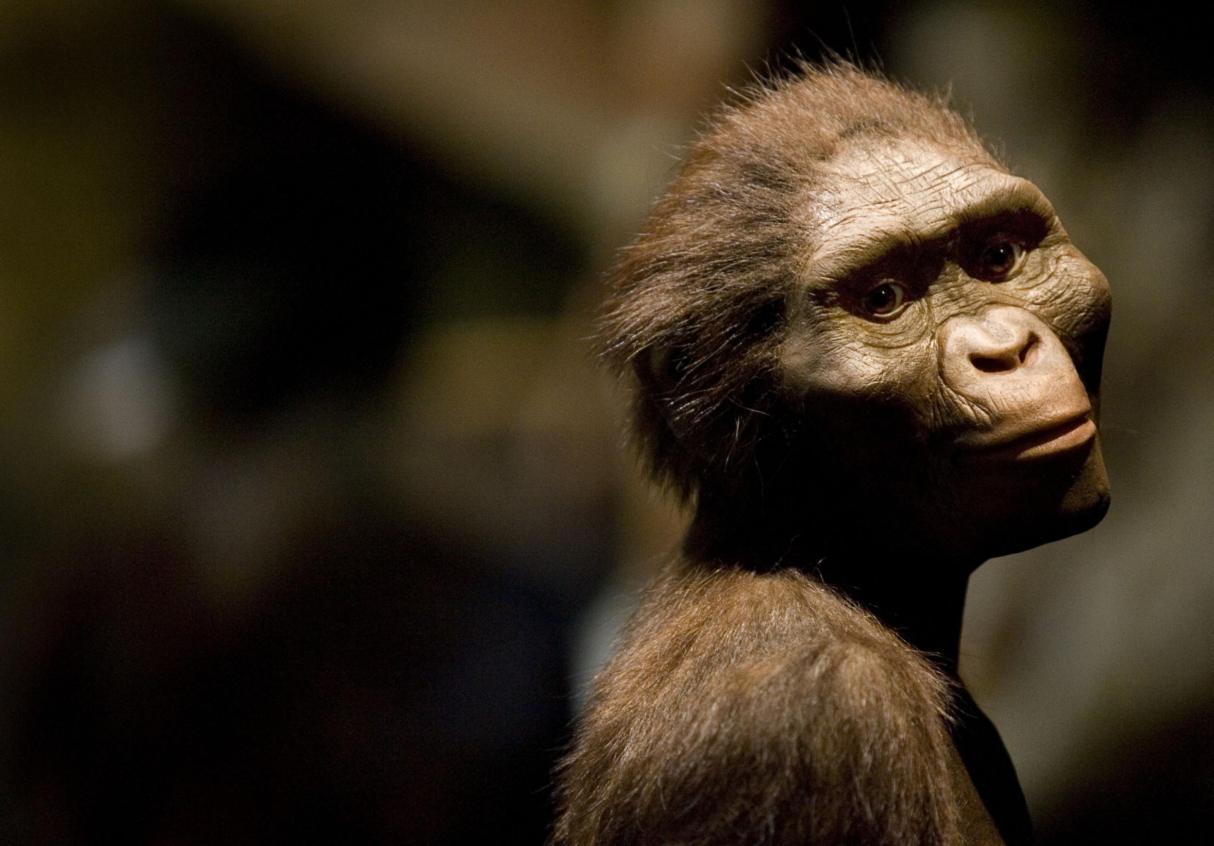 A sculptor's rendering of Lucy when she was alive, displayed at the Houston Museum of Natural Science in Texas