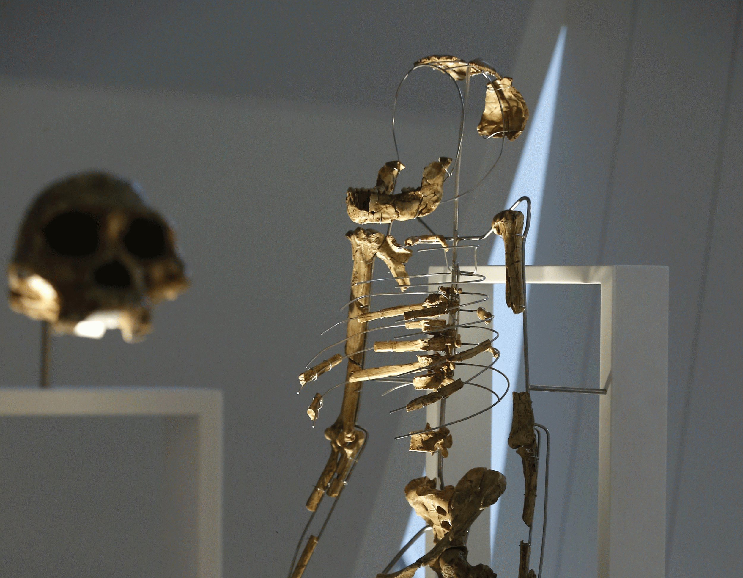 A copy of Lucy's skeleton, displayed in the Musee de l'Homme in Paris