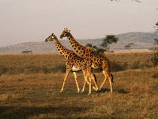 Giraffes are as socially complex as elephants, study finds 