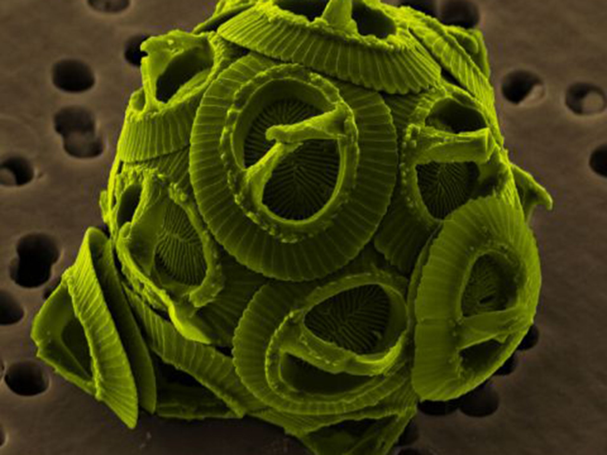 Coccolithophores are tiny marine alga that float in the sea as plankton