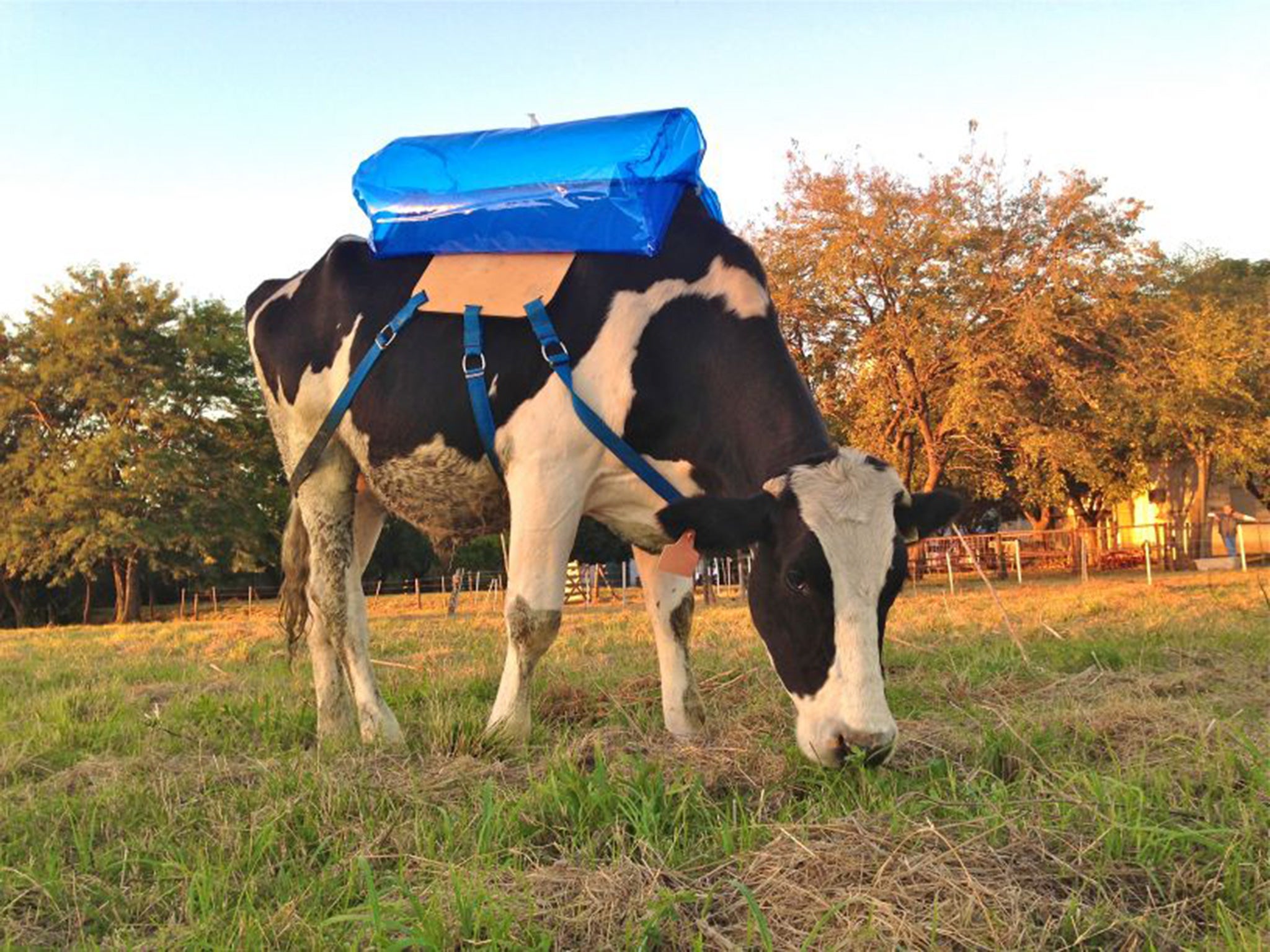 The film explores the links between meat, methane and global warming