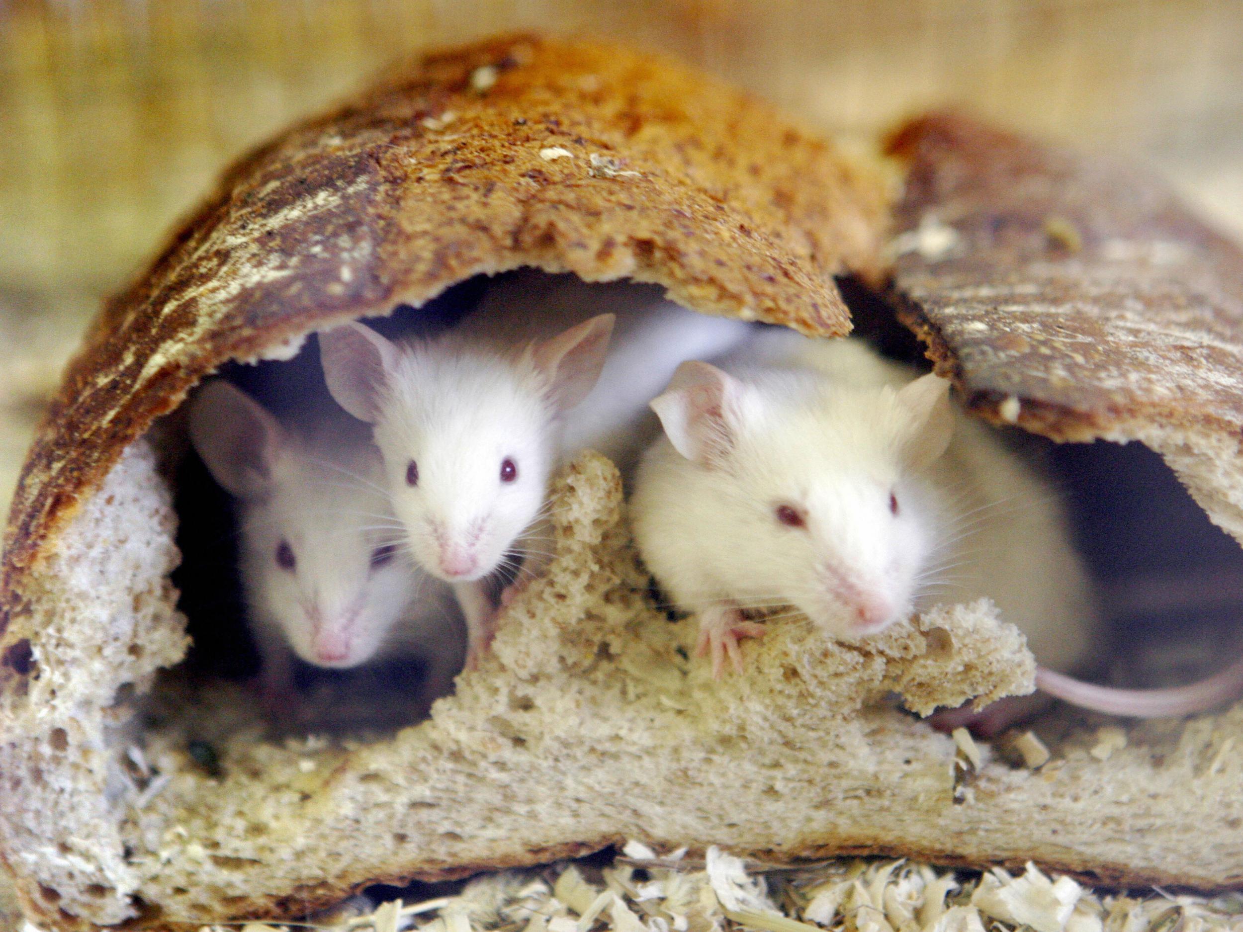 Mice who acted aggressively toward inferior mice developed a preference for bullying, researchers found