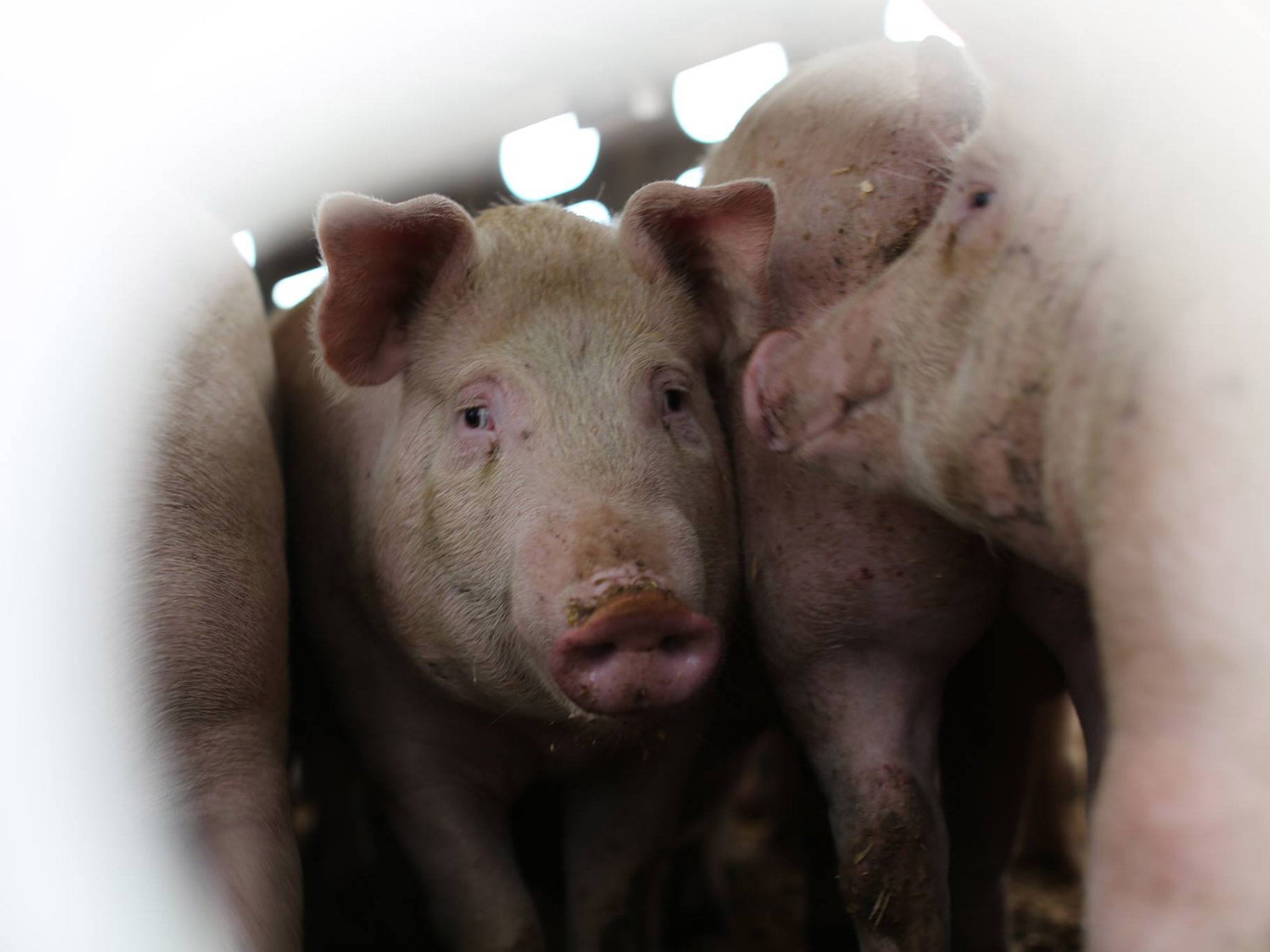 Pigs being transported from farm to slaughterhouse