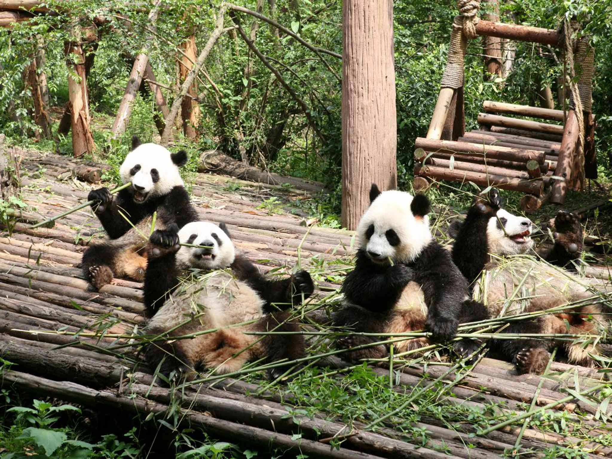 Pandas