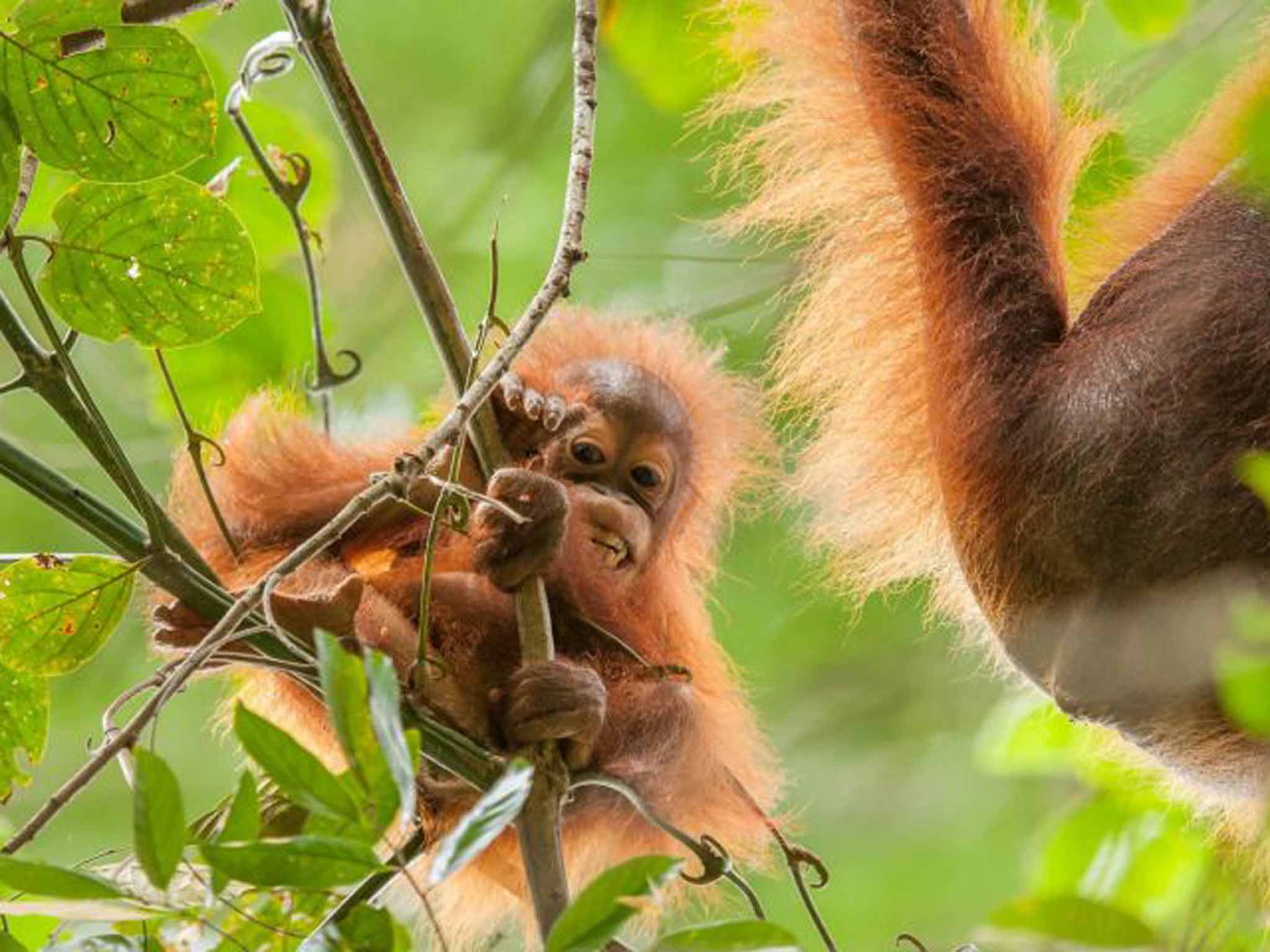 Baby orang-utan are nurtured by their mothers for seven years