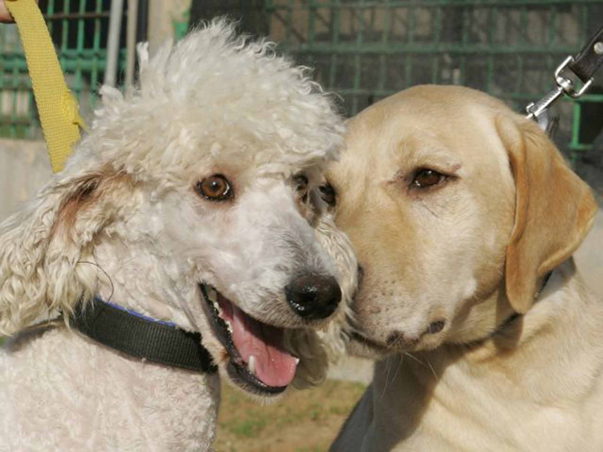 Fetching high prices: Meme the poodle and Rex the Labrador