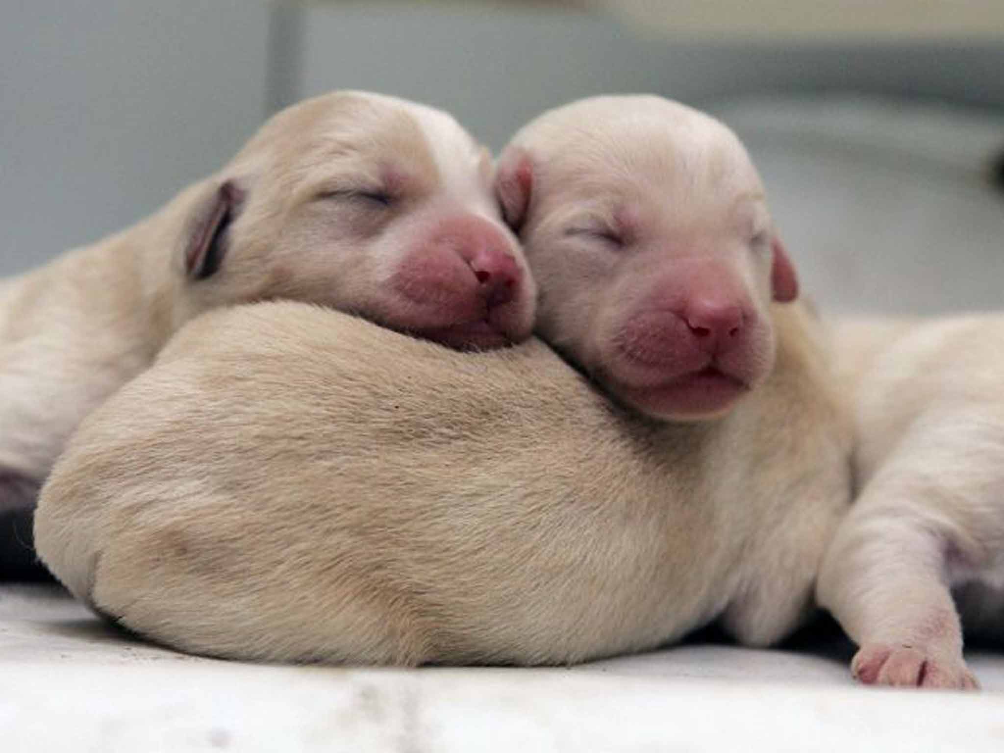 The six Labradoodle puppies are worth $1,000 each