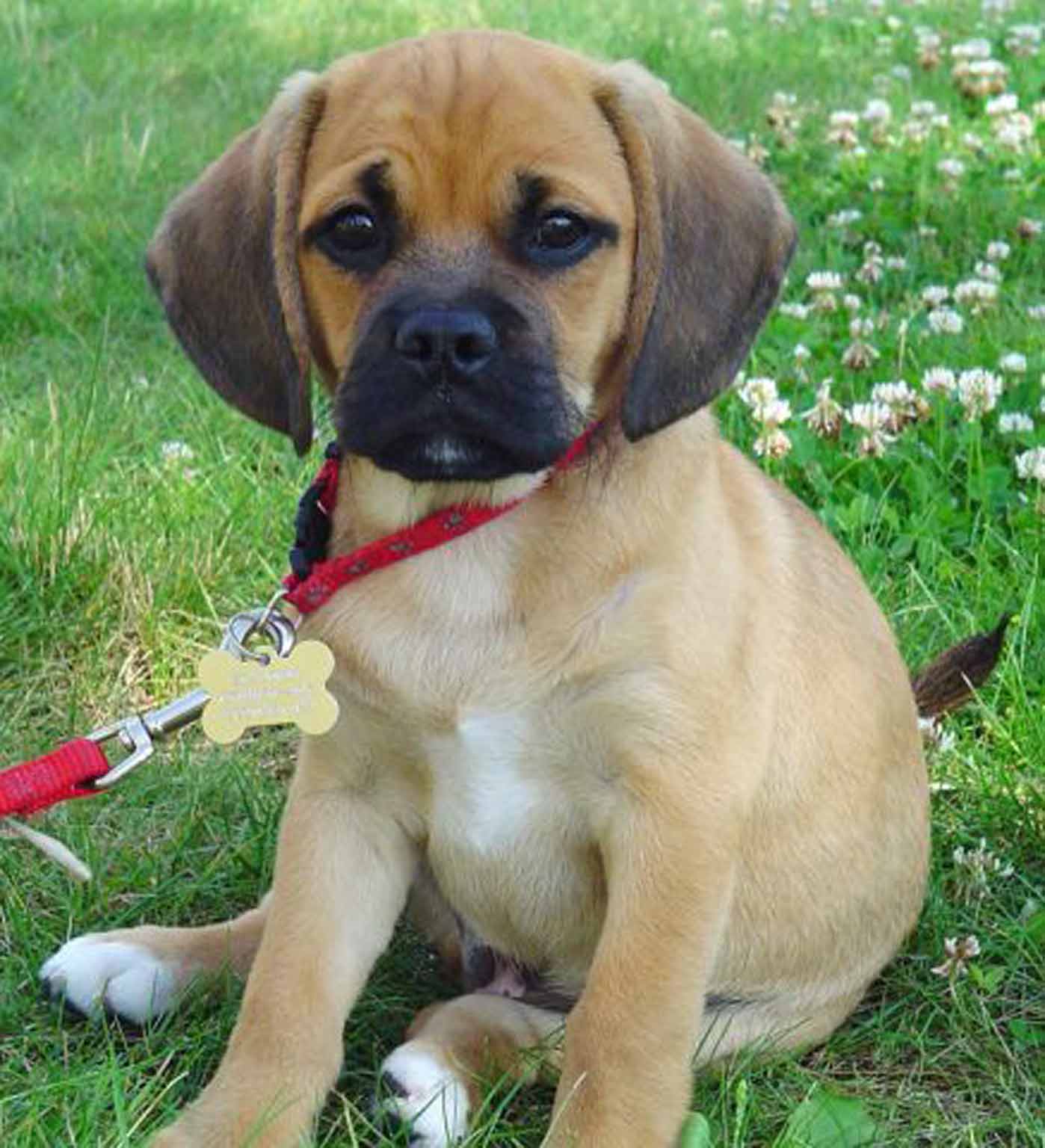 The 'puggle' is favoured by the actor Jake Gyllenhaal