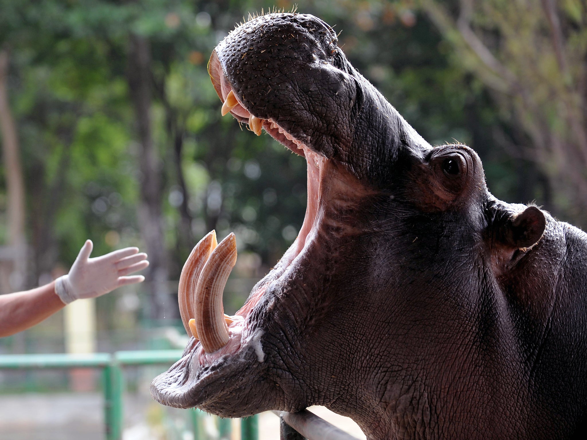 Drug lord Pablo Escobar kept hippos, giraffes and ostriches at his ranch in Colombia