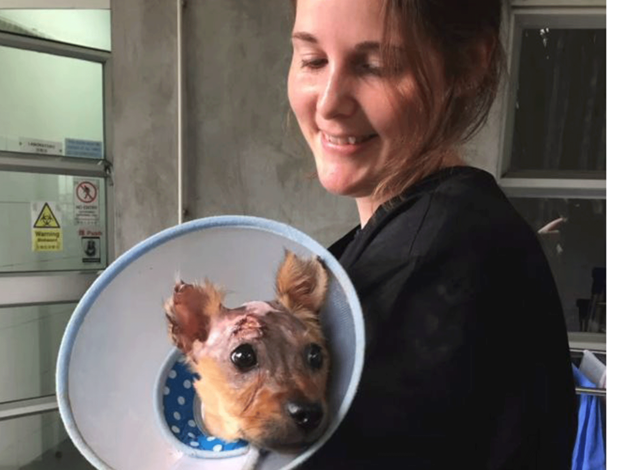 The terrier's recovery has been described as a "miracle" from experts at Animals Asia