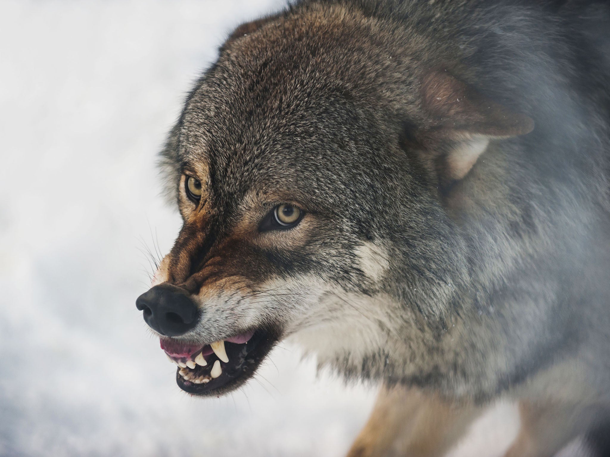 A wolf baring its teeth in Bardu, Norway.