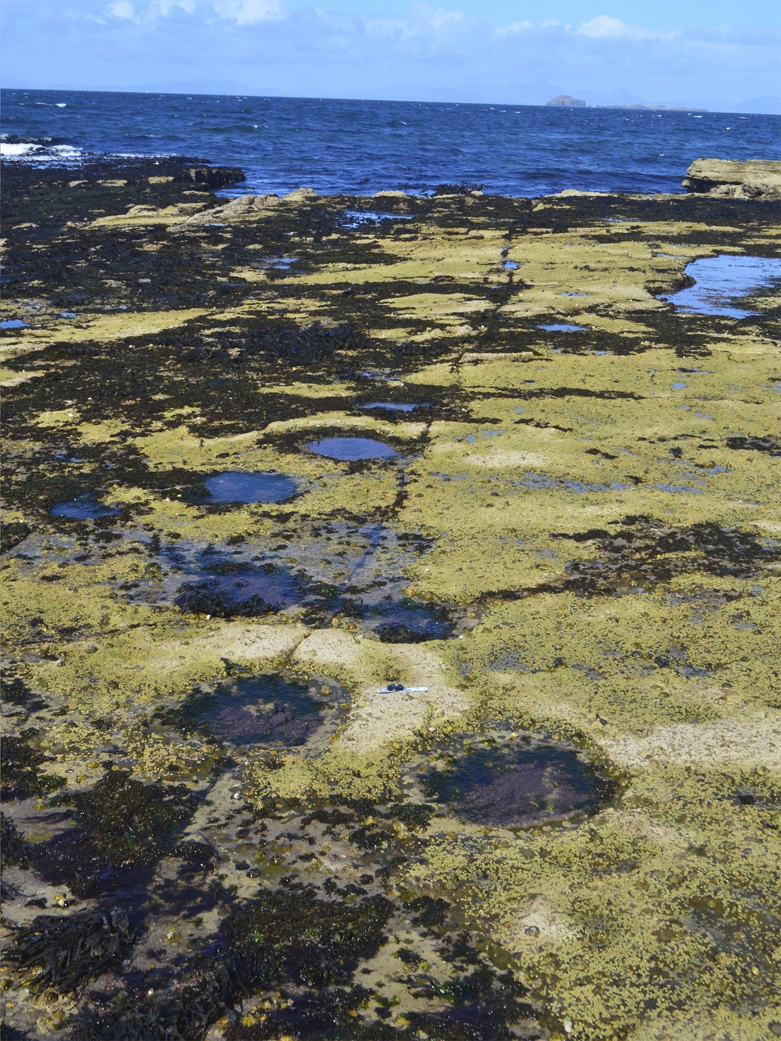 Tracks made by sauropod dinosaurs on the Isle of Skye 170 million years ago (University of Edinburgh)