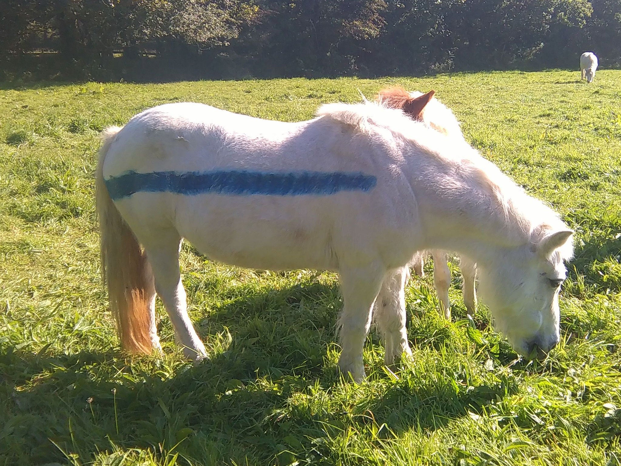 Some of the animals will also have reflective beads attached to them