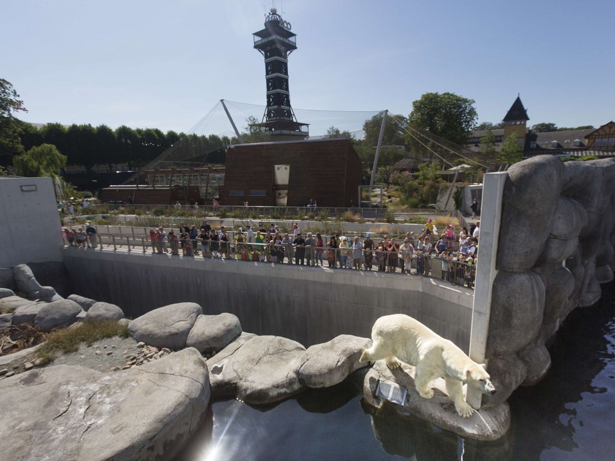 A polar bear inside the enclosure at Copenhagen zoo