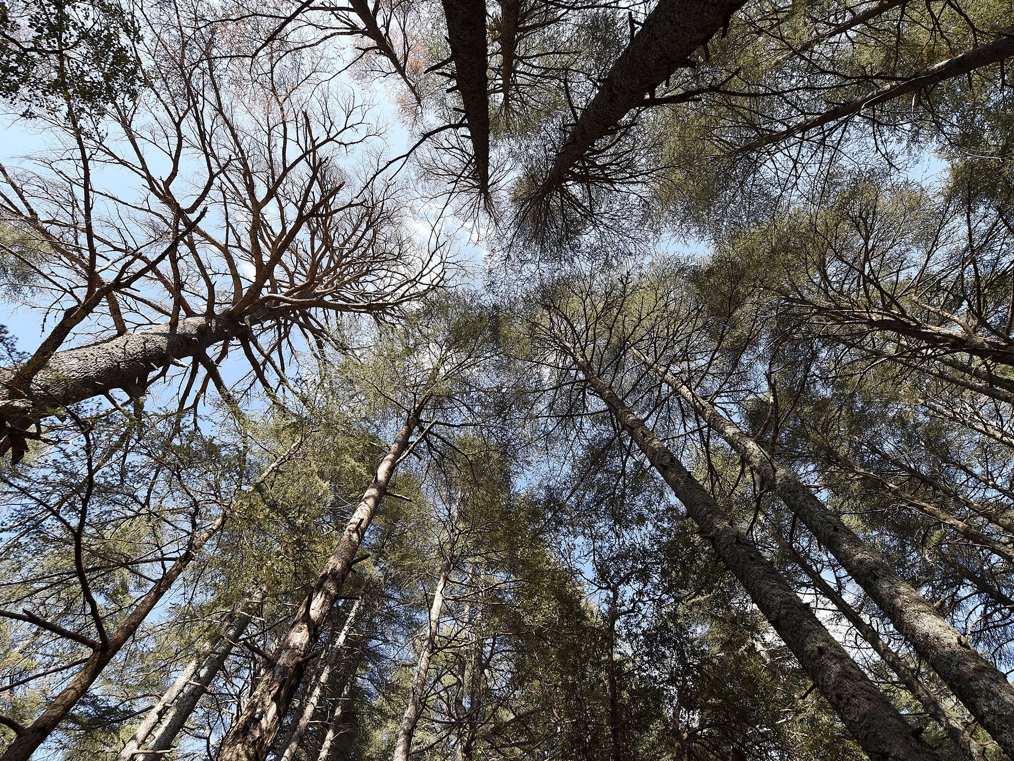 The forest of cedars in the Moroccan town of Azrou. The earth has lost more than half its forests over the course of human history