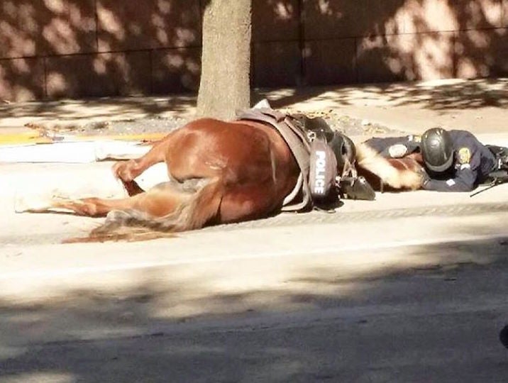 An officer comforts her dying patrol horse.