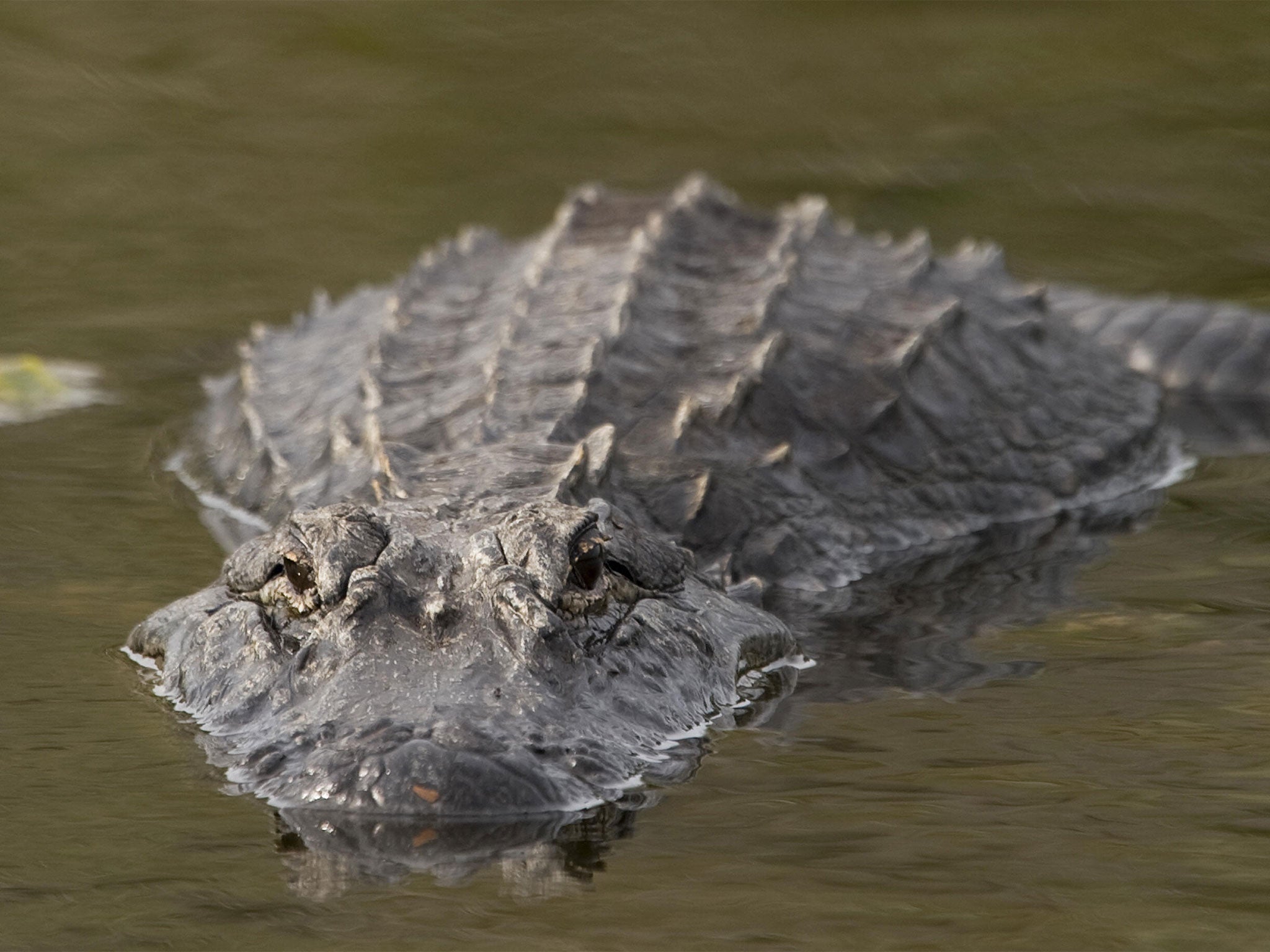 Parts of Riggins' body were found inside the alligator