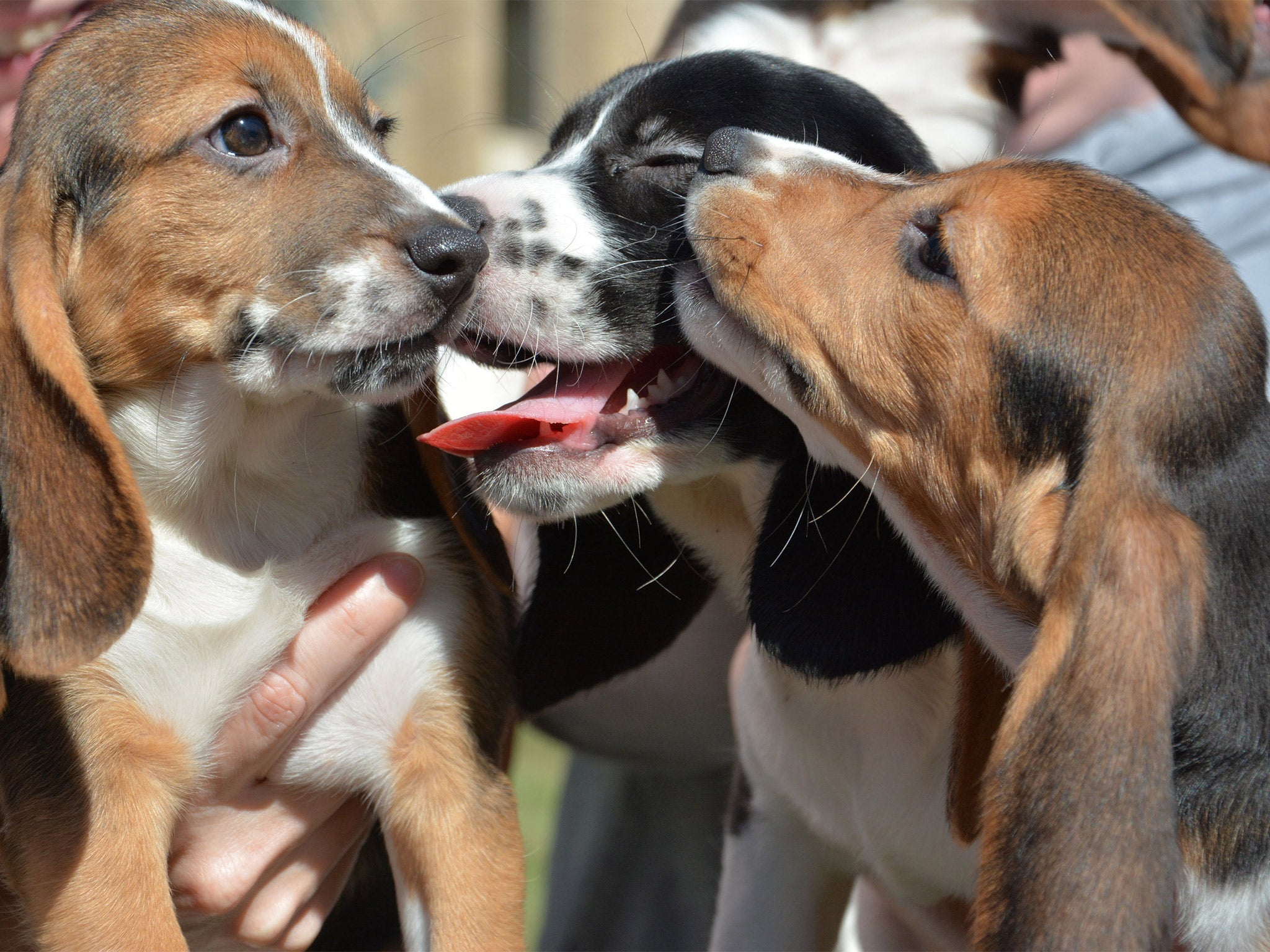 Some of the world’s first litter of puppies born by IVF in the United States