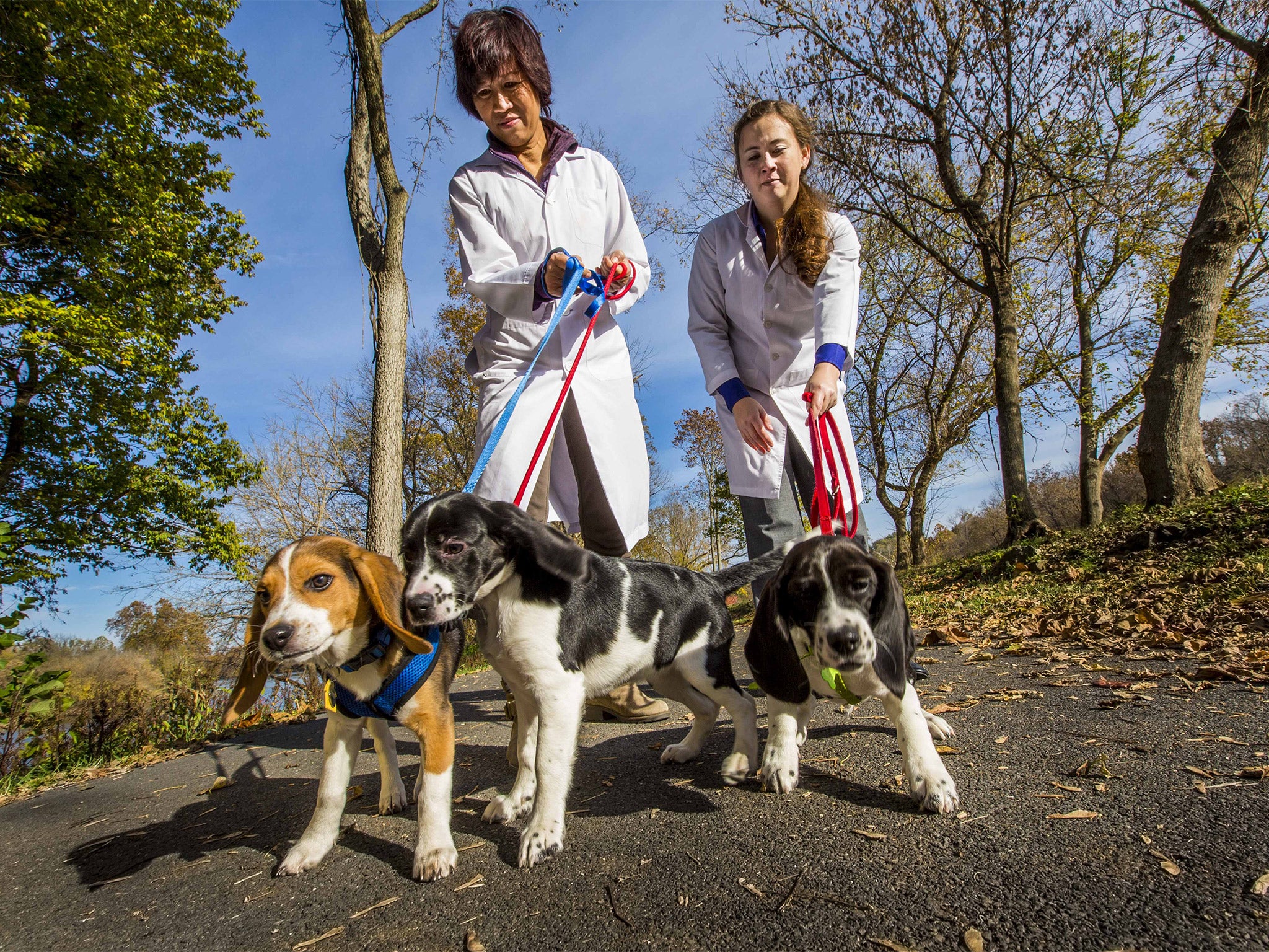 Jennifer Nagashima, from Cornell University College of Veterinary Medicine, and Nucharin Songsasen, Smithsonian Conservation Biology Institute, walk three of the pups