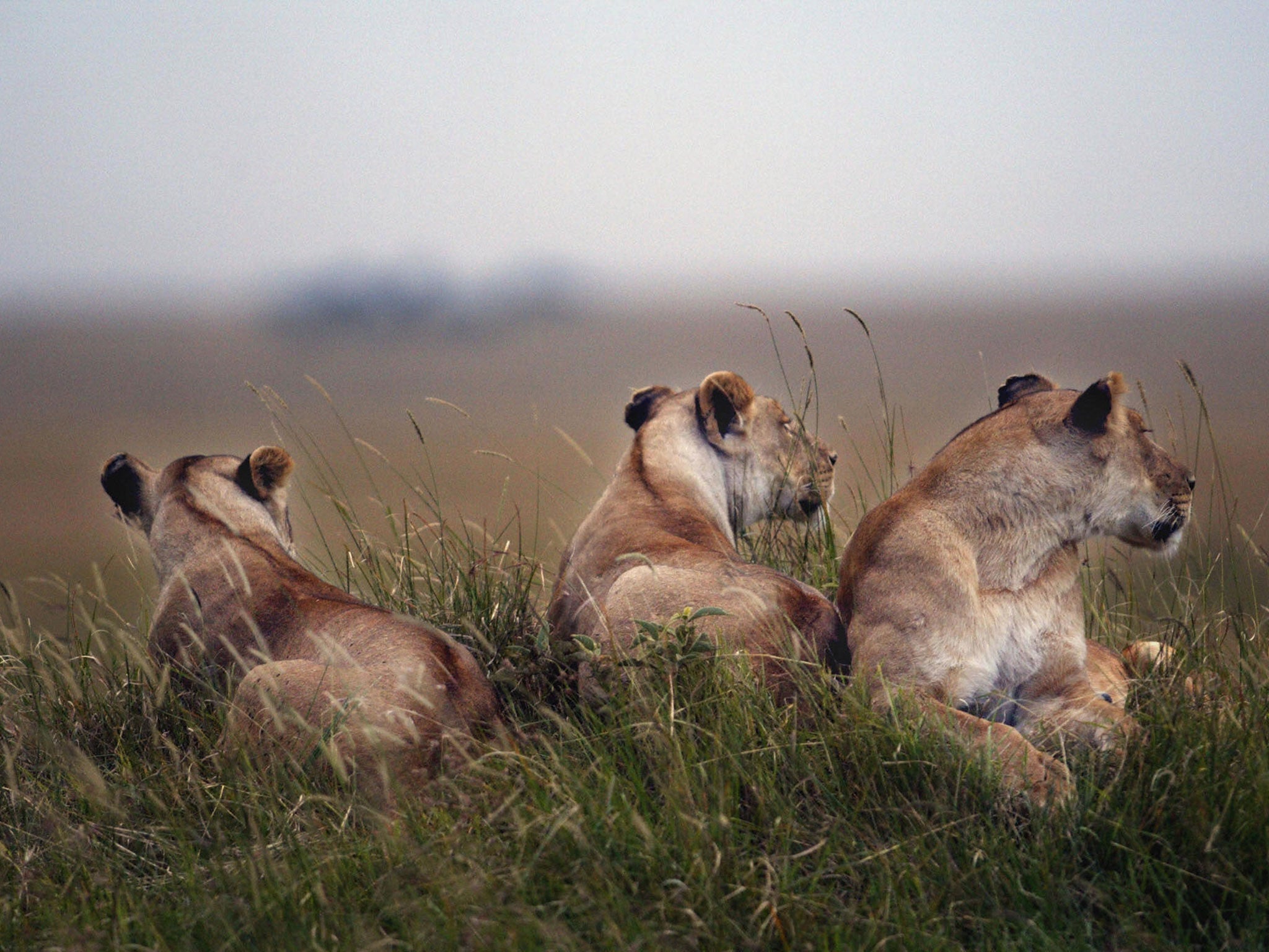 Lionesses rest in the bushes of the Masai-Mara Game reserve, 07 August 2003