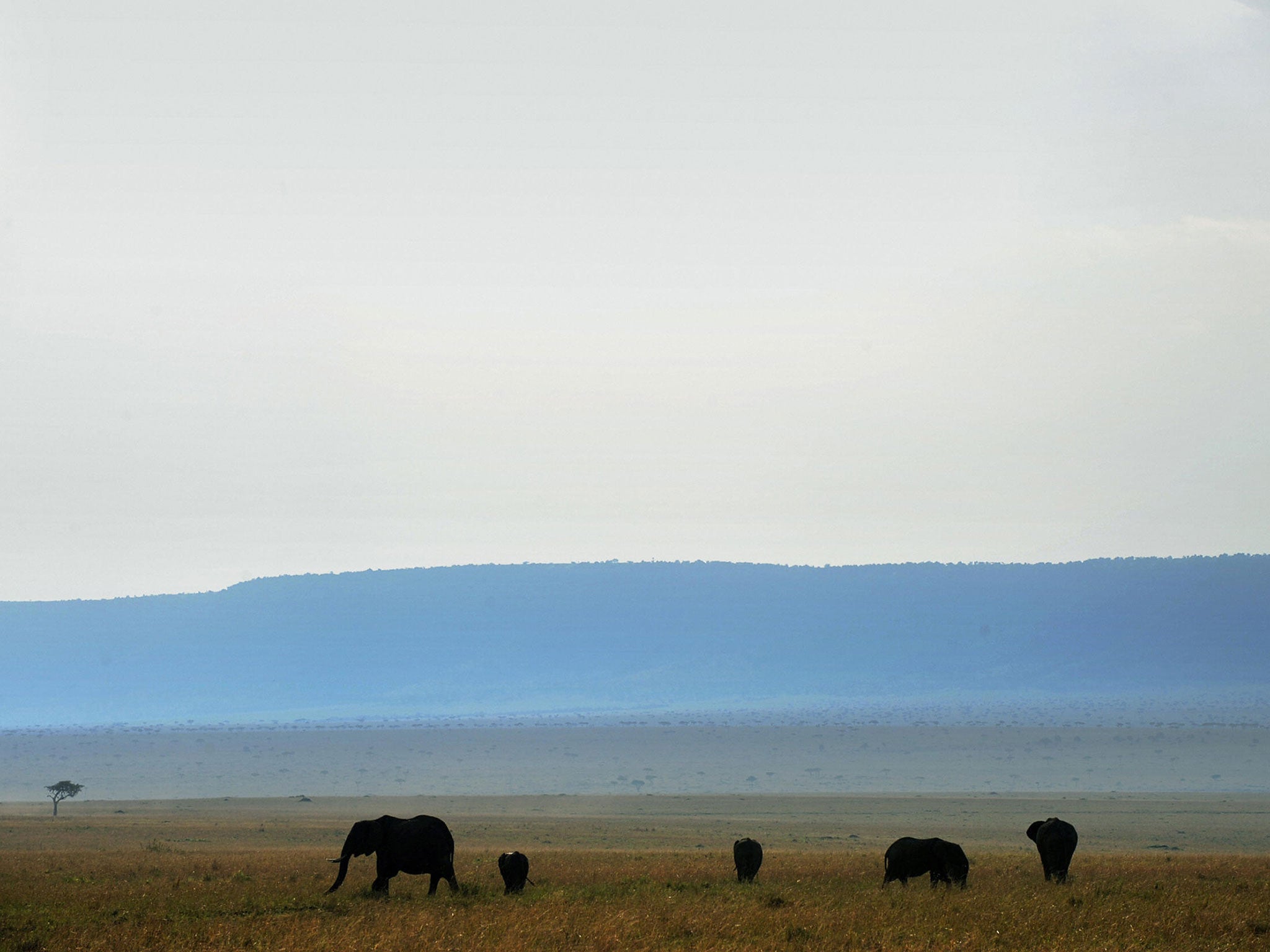 There have been previous reports of lions being poisoned in the Maasai Mara