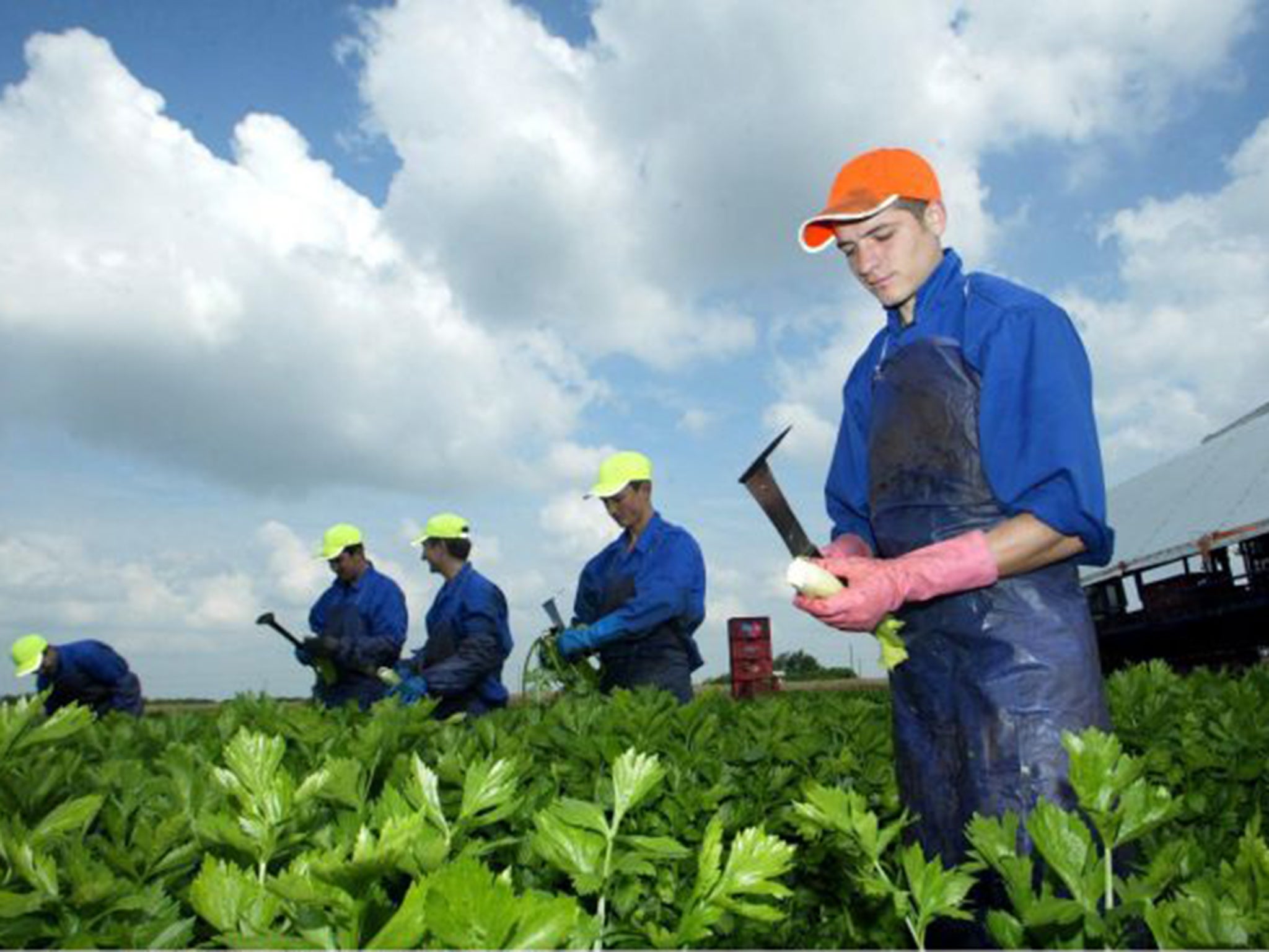 Migrant farm workers near Cambridge. The Prime Minister is prepared to abandon his demand for a four-year ban on European migrants receiving tax credits