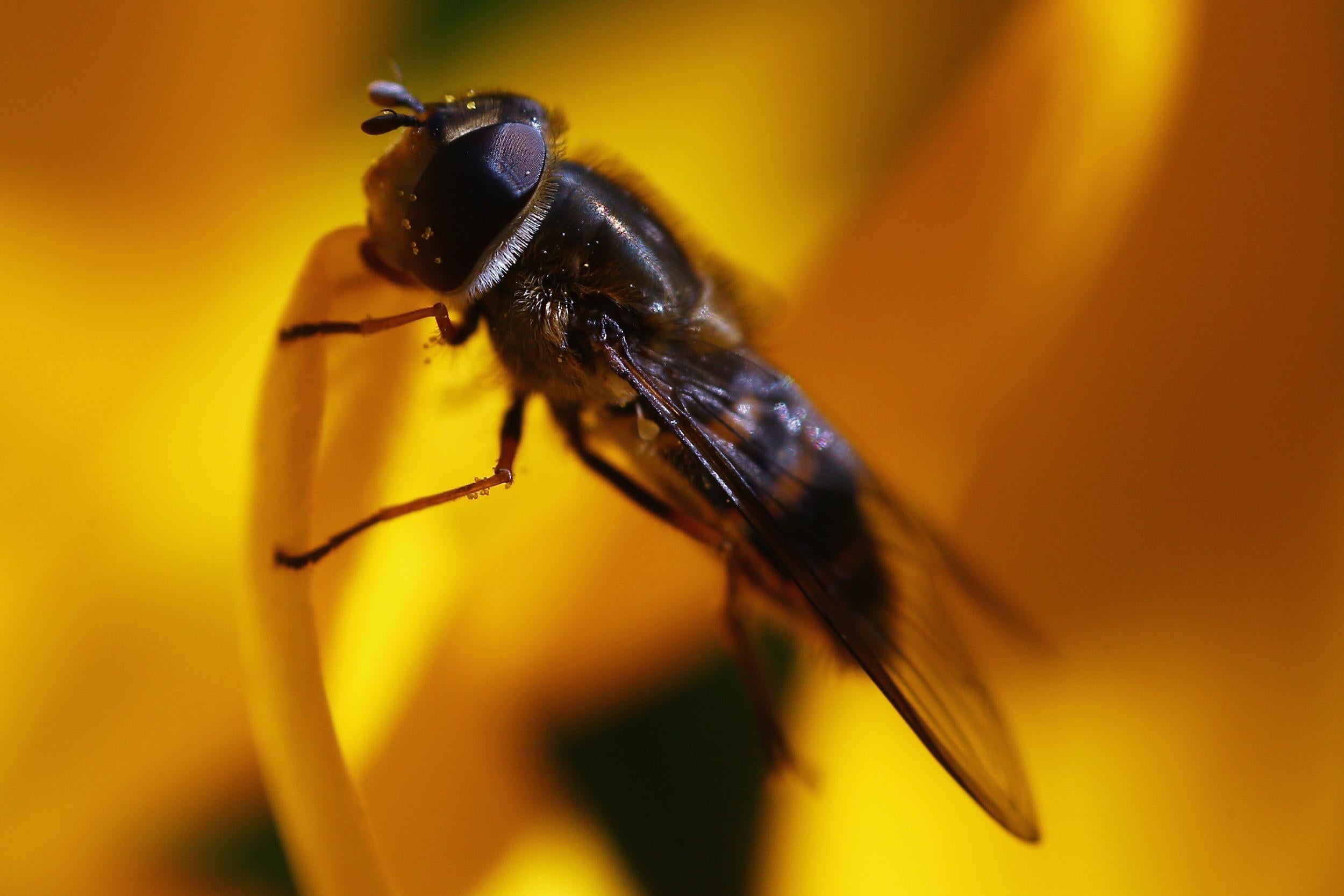 Using fluorescent compounds from jellyfish, scientists were able to find what was going on in the minds of flies