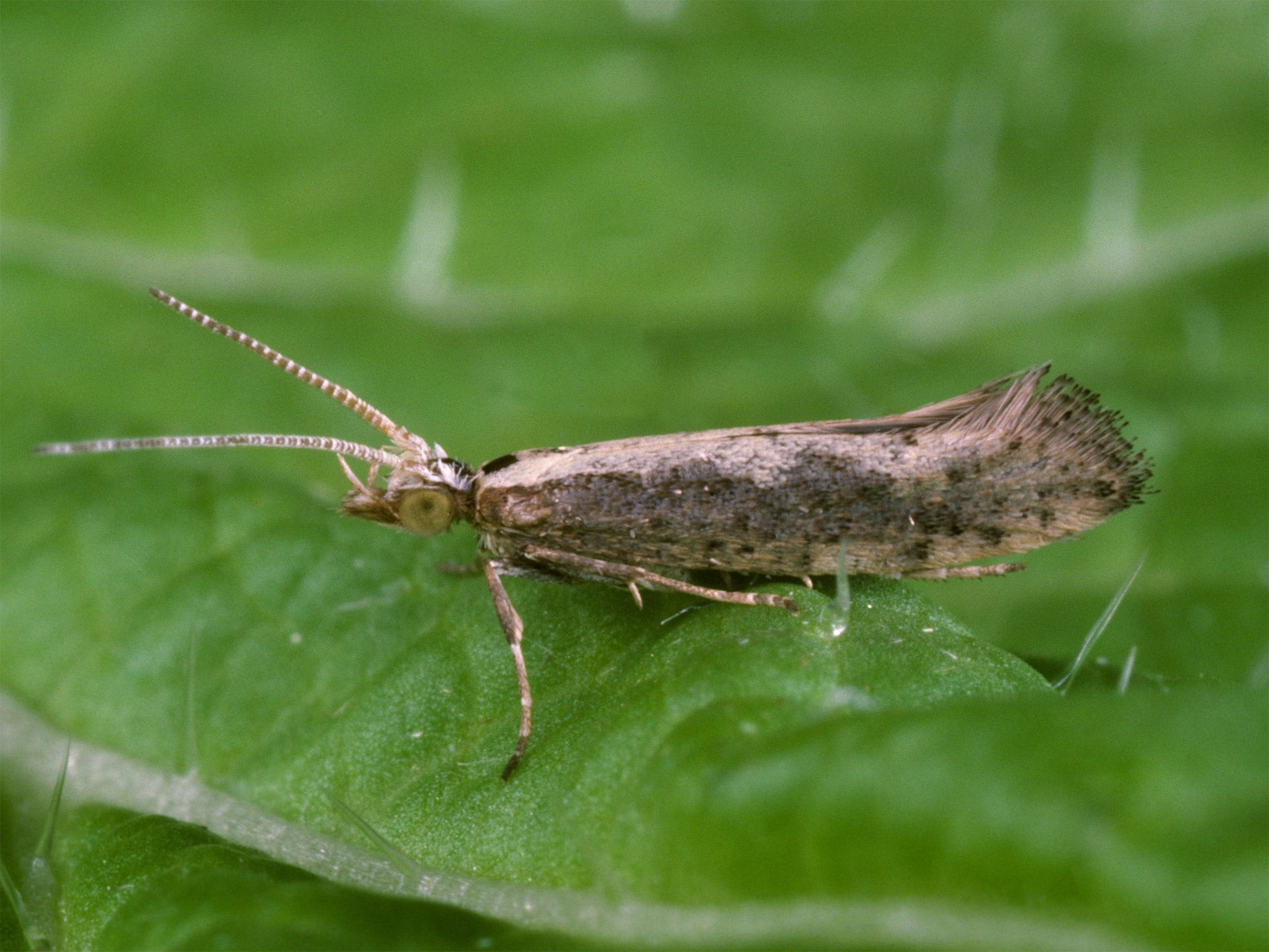 Creating GM diamondback moths could save brassica crops