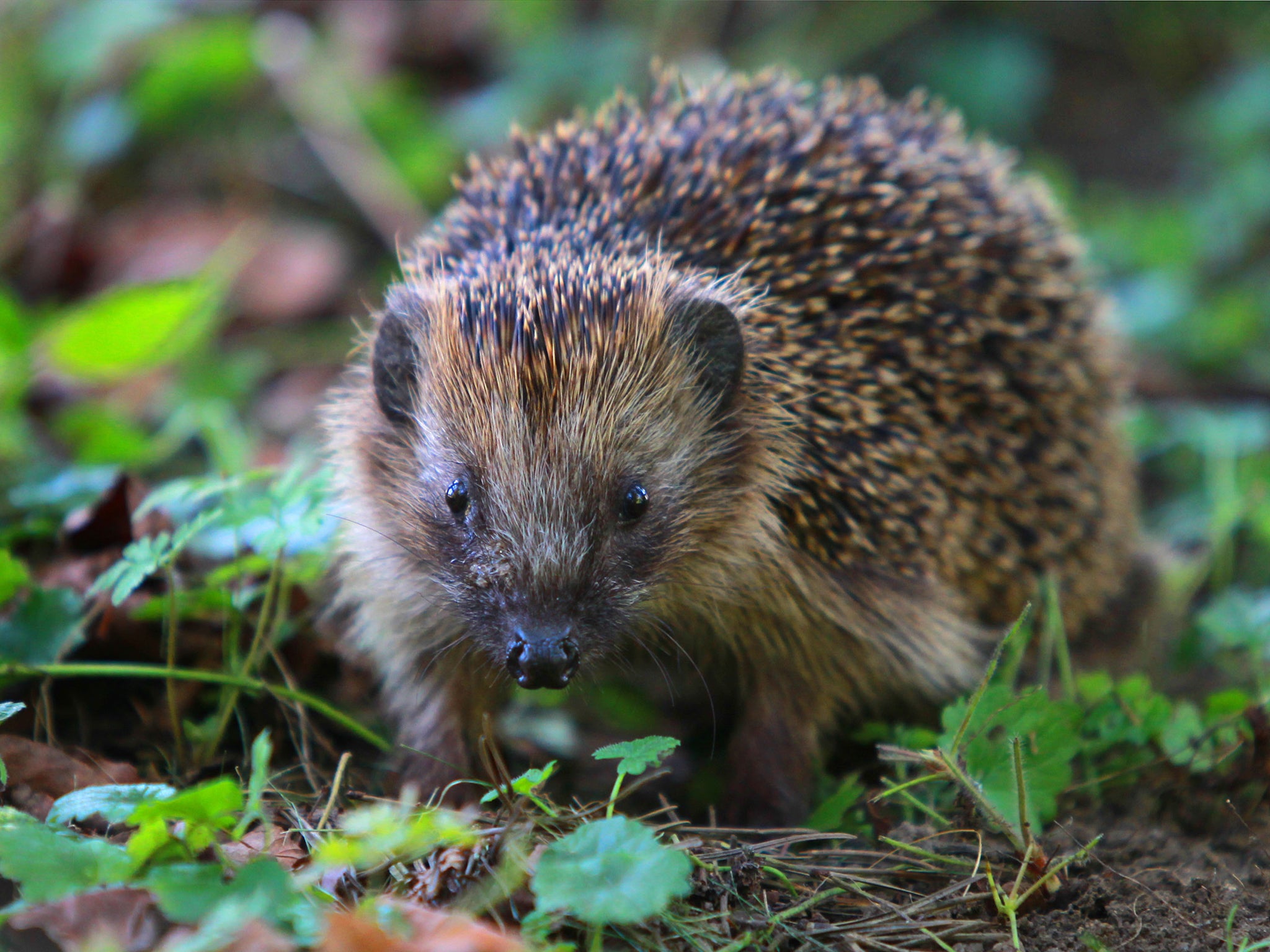 The UK is one of the most nature-depleted countries and numbers of hedgehogs, along with other native species, have plummeted already