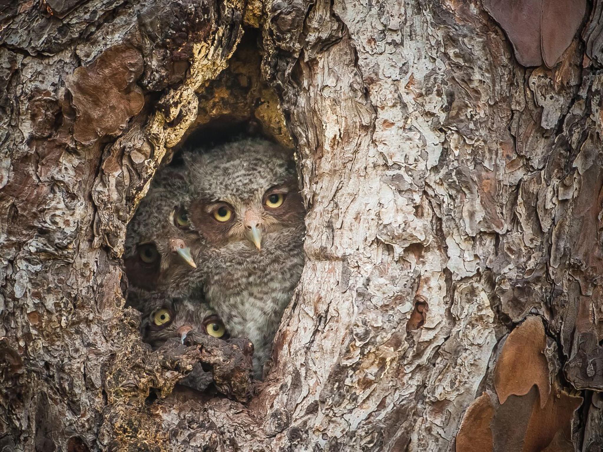 Graham McGeorge/COMEDY WILDLIFE PHOTOGRAPHY AWARDS